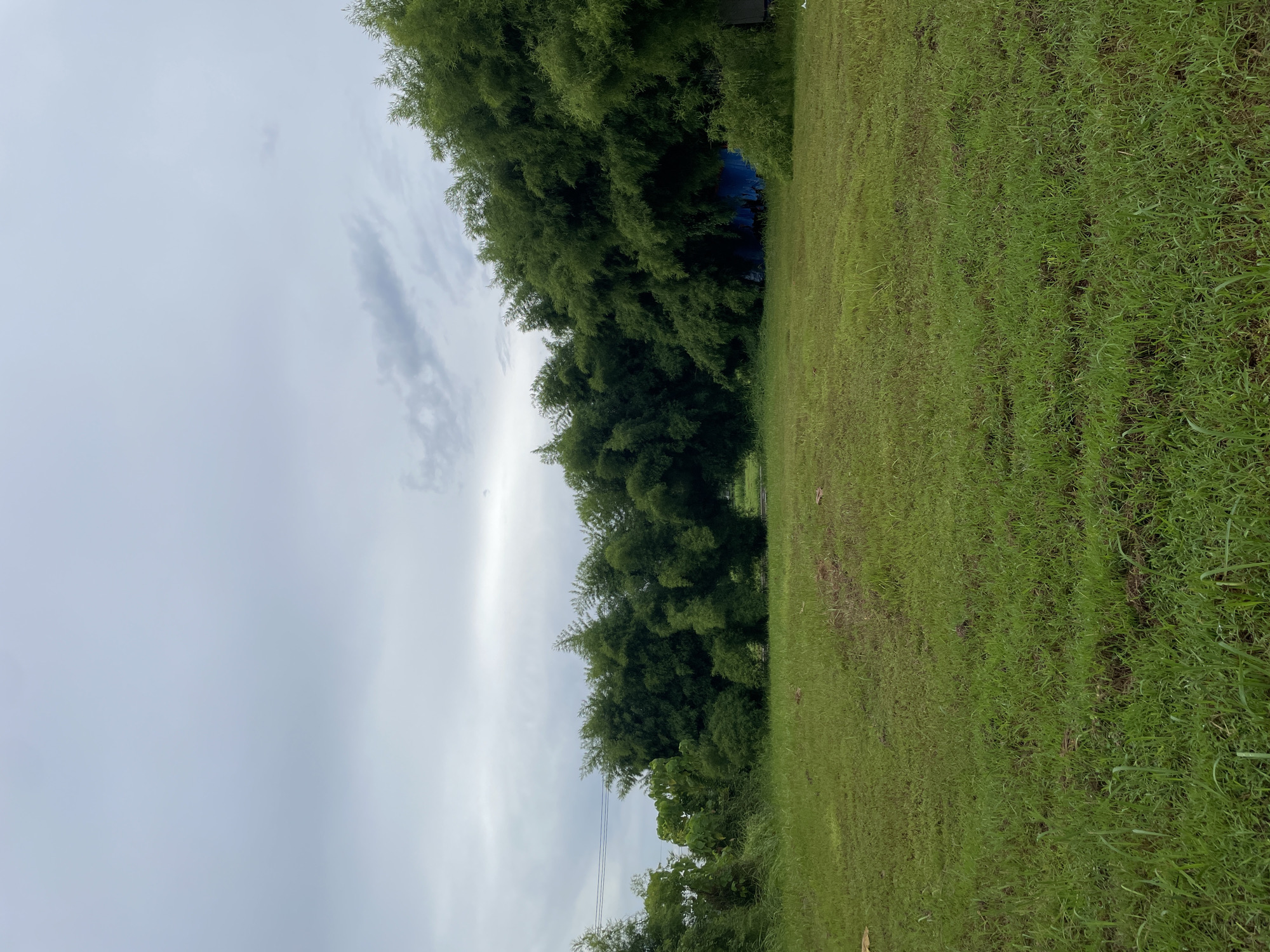 The image depicts a lush green field in Davao City, Philippines, under a cloudy sky. Dense bamboo groves form a natural barrier across the mid-ground, with their vibrant green foliage creating a striking contrast with the overcast heavens. The field itself is predominantly covered in short, well-maintained grass, with scattered patches of longer grass and occasional fallen leaves adding texture to the terrain. In the background, behind the bamboo, a large blue tarp is visible, partially obscured by the dense vegetation, suggesting some form of temporary structure or storage. Power lines are faintly visible in the upper left corner of the image, hinting at the proximity of infrastructure to this natural landscape. The scene is peaceful and natural, evoking a sense of calm.