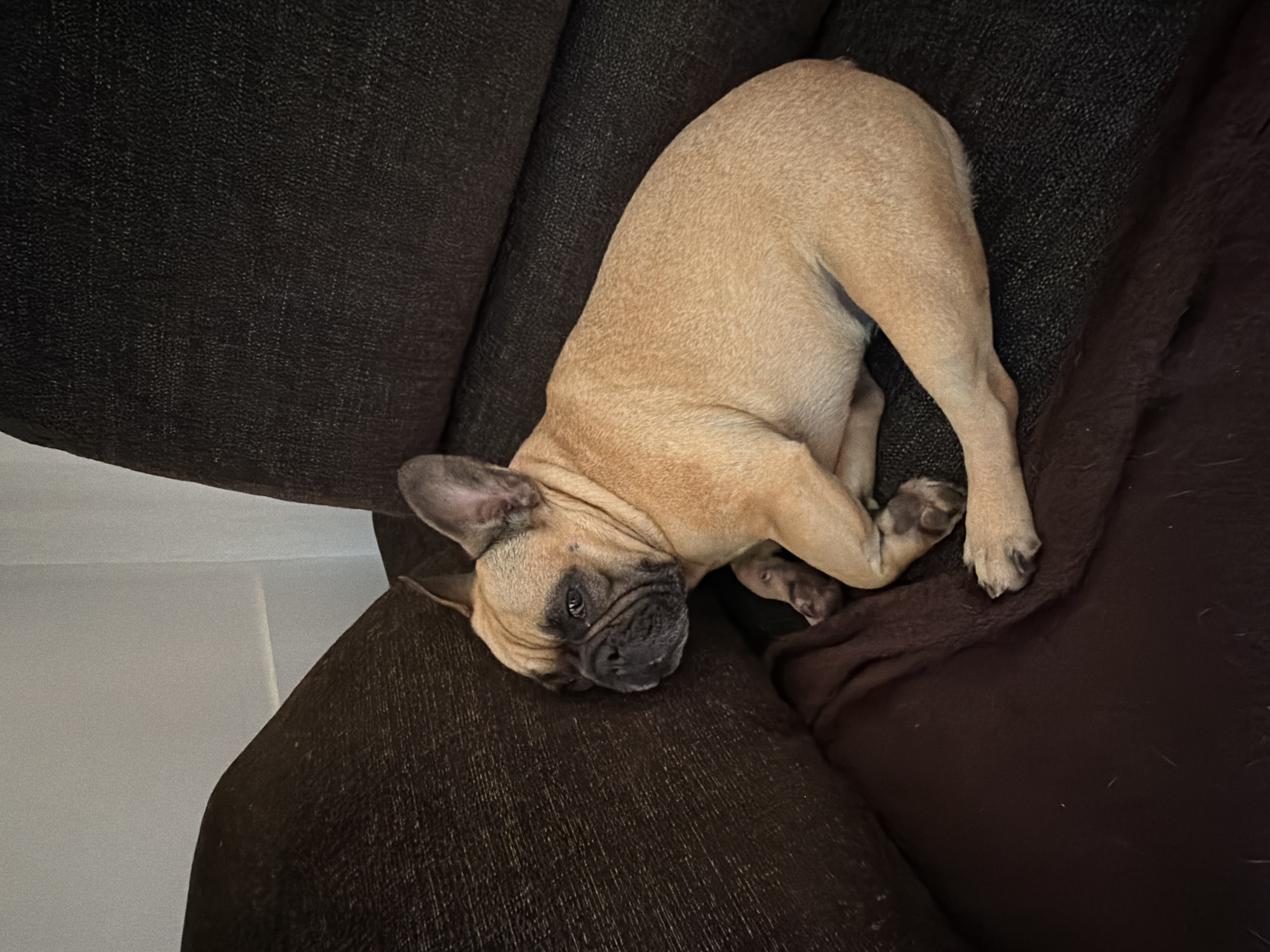 A light brown French bulldog is resting on a dark brown couch in an indoor setting. The dog is lying on its side with its head resting on a cushion. Its eyes are partially closed, suggesting it is relaxed or sleepy. The couch appears to be upholstered in a textured fabric. The background shows a light-colored wall. The scene is devoid of any human presence. The image was taken in Baloži, Latvia.