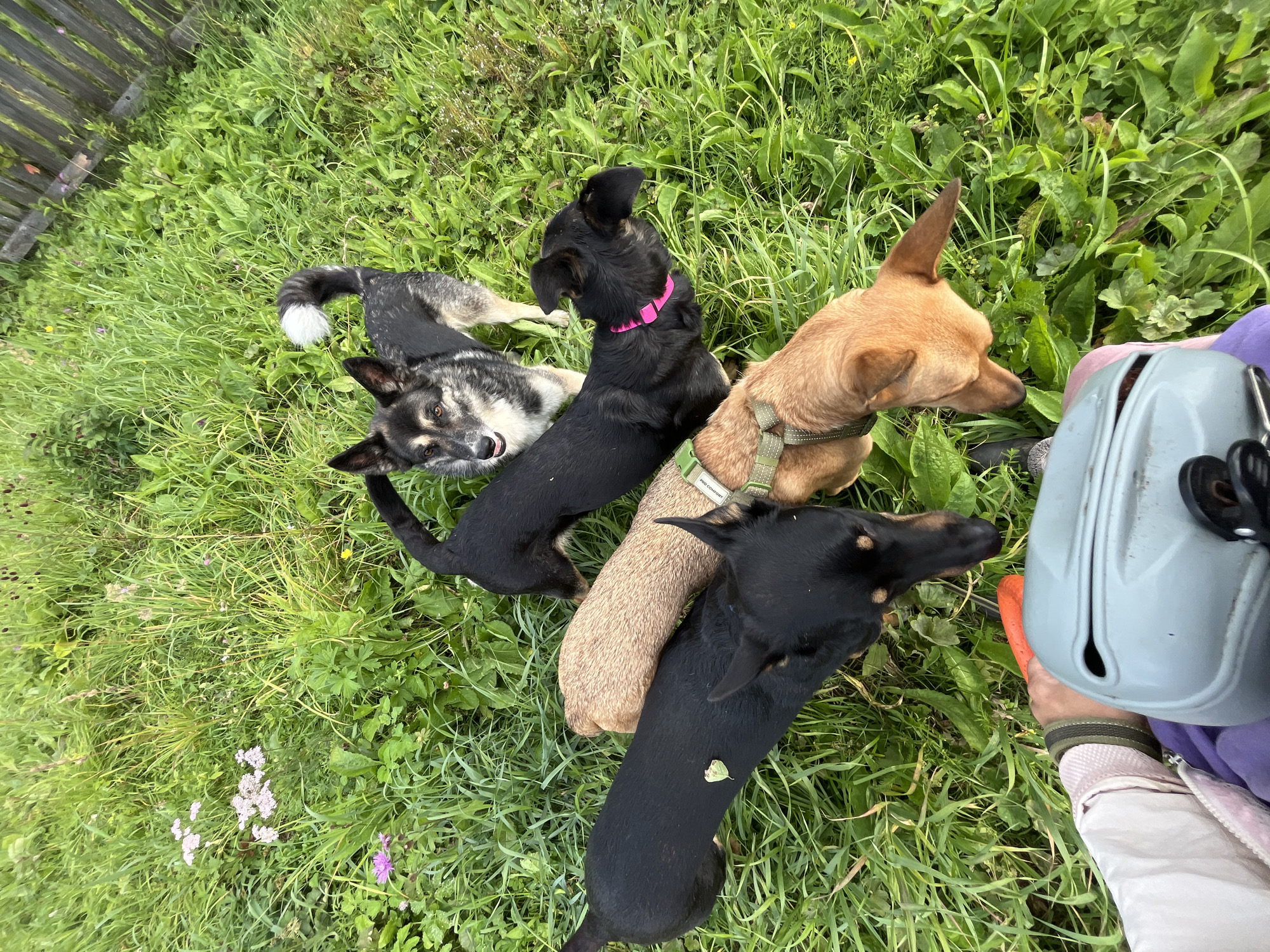 A high-angle shot captures a group of four dogs in a grassy, outdoor setting, with a rustic wooden fence visible in the upper right corner. The dogs, varying in size and color, are interacting closely, with some sniffing the ground and others looking towards the camera. One dog, a black and tan mix, has its tail raised and its head turned to the side. Another dog, predominantly black, wears a bright pink collar. A tan dog is positioned in the foreground, and a third black dog is visible beneath it. The grass is lush and green, with scattered wildflowers adding touches of pink and white. The lower part of the frame shows a person's arm holding an orange object, and a light blue object that appears to be a helmet. The scene suggests a casual outdoor activity, possibly in a rural or suburban area of Nizhny Tagil, Russia, given the presence of the wooden fence and natural vegetation.
