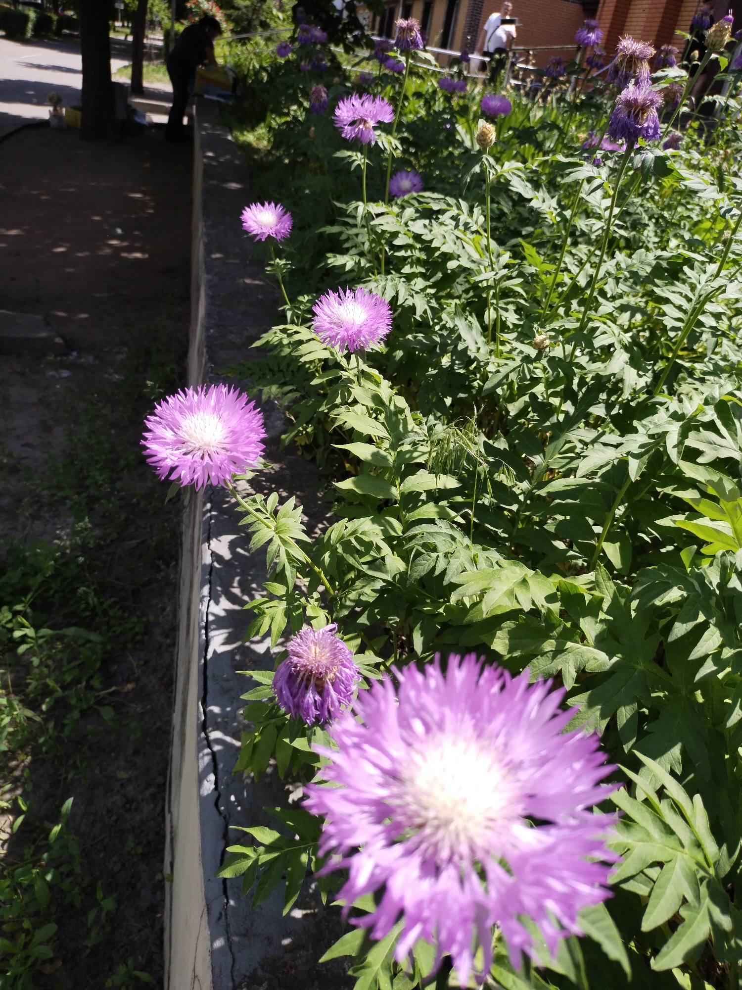The image captures an outdoor scene in Horishni Plavni, Ukraine, characterized by bright sunlight creating distinct shadows. In the immediate foreground, a large, out-of-focus purple flower with a prominent white center is visible at the bottom-center. To the right, a dense bed of green foliage, comprising numerous deeply lobed leaves, extends towards the midground. Several other similar purple flowers, identified as a type of knapweed or thistle, emerge from this foliage at varying distances and stages of bloom; some are fully open with white centers, while others appear somewhat closed or past their prime.
A low, concrete retaining wall or curb runs vertically through the left-center of the frame, separating the vibrant plant bed from a darker, unpaved area. This wall exhibits visible cracks and wear. To the left of the wall, the ground is predominantly dark earth, heavily shaded, with sparse patches of small green vegetation. In the distant left background, a person dressed in dark clothing is observed bending over near a tree and a light-colored ground surface, possibly a paved path, suggesting engagement in an activity. In the distant upper right background, a second individual wearing a light shirt and dark pants stands on a elevated structure, potentially a balcony or walkway of a brick building, holding a device resembling a smartphone or camera pointed towards the general scene. The environment indicates a public or semi-public green space with both cultivated elements and architectural features.