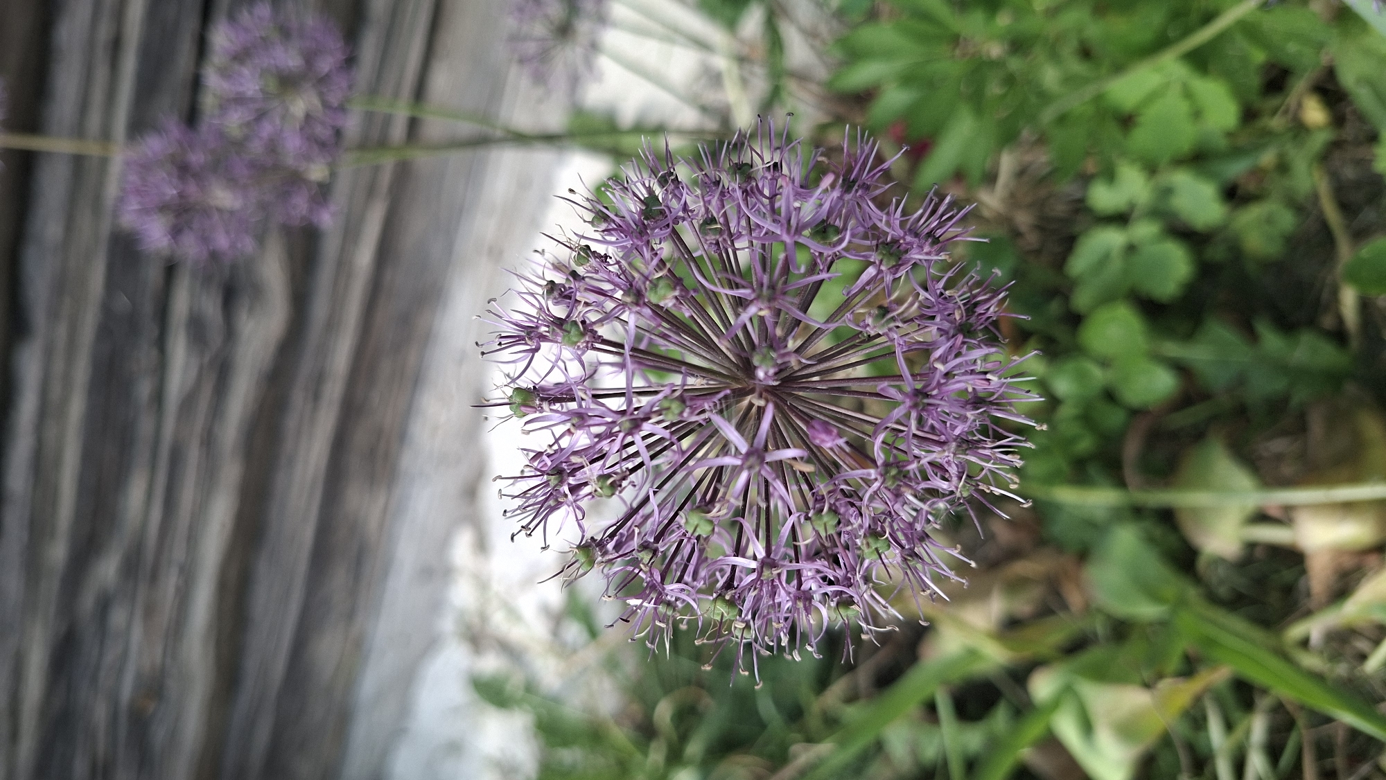 The image shows a purple Allium flower in focus, with green foliage and grass visible in the background. There is a blurred wooden structure to the left. The location is specified as Сваткаўскі сельскі Савет, Belarus.