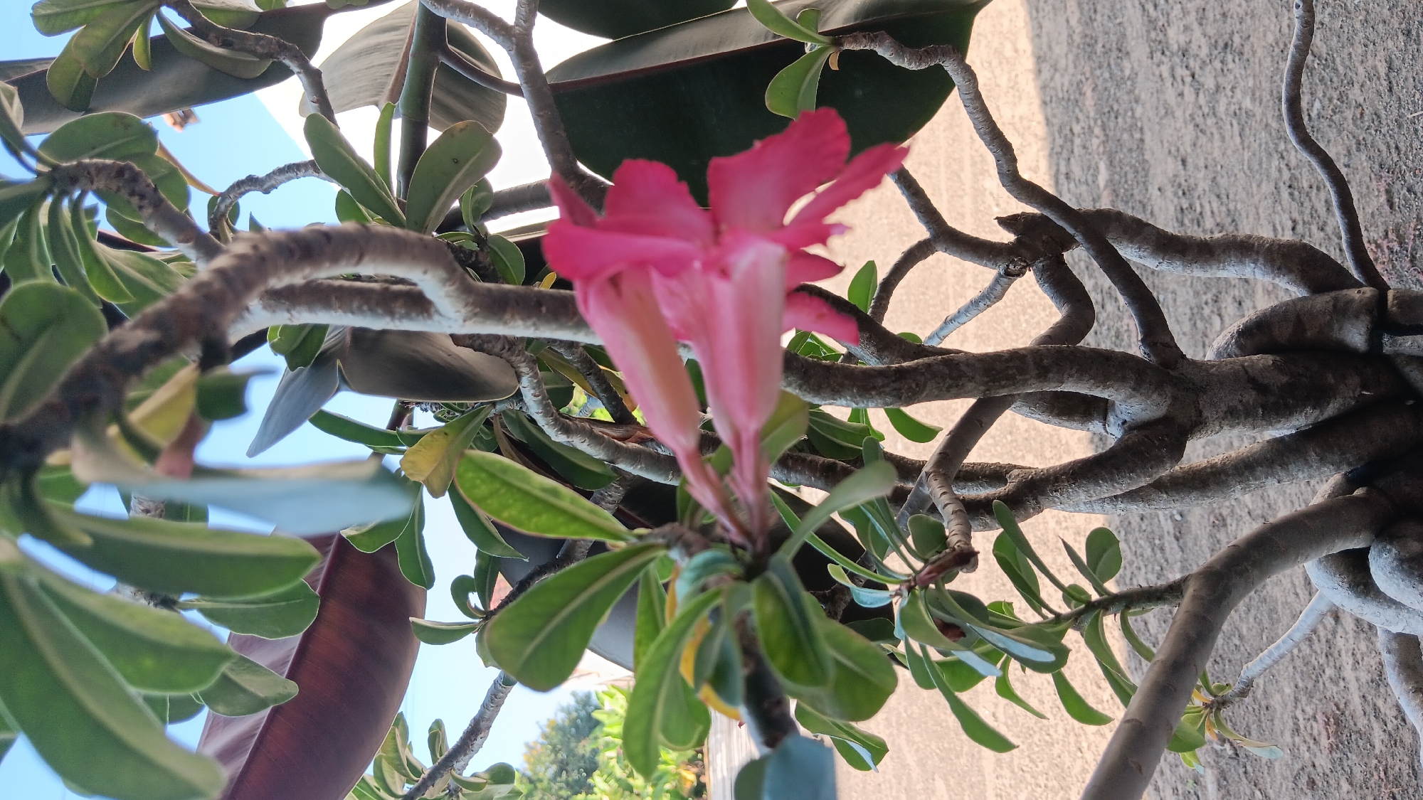 A close-up, slightly out-of-focus shot shows a cluster of pink flowers and green leaves of a plant, with its twisted, grey branches prominently featured. The background is blurred, revealing a sandy or dirt ground and hints of vegetation and a bright sky, suggesting an outdoor setting. The image is likely captured in Sonobekel, Indonesia. There are no people or discernible actions taking place.