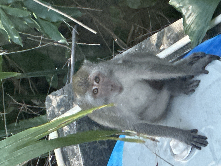 A long-tailed macaque, characterized by grey-brown fur and a lighter facial area, is seated upright on a white, flat surface, directly facing the viewer. Its dark eyes are prominent and reflect light, indicating a direct gaze towards the observer. The monkey's front limbs are positioned on the white surface, with its digits spread. To the left of the monkey's left hand, a small white circular object, resembling a dish or lid, contains a white substance. A vibrant blue material or object is partially visible beneath the white surface on the lower left. The background features a textured grey concrete structure positioned behind the monkey and extending to the right. Dense green foliage, comprising leaves and thin branches, occupies the upper and right sections of the background. The scene is illuminated by bright daylight, suggesting an outdoor environment in the city of Phra Ae, Thailand.