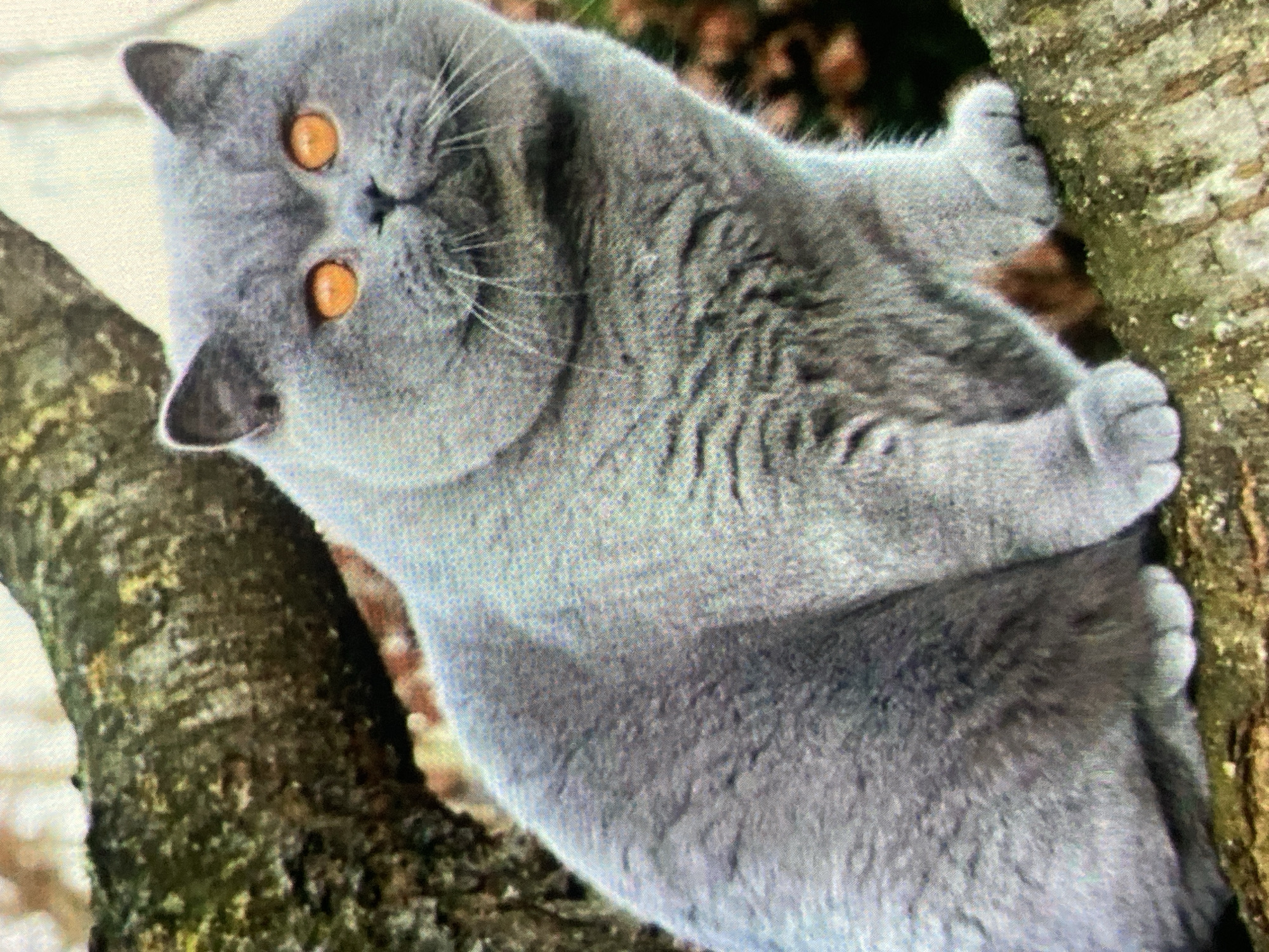 A British Shorthair cat with bright orange eyes is sitting on a tree branch. The cat is gray with a thick coat. The branch is rough and covered in moss. The background is blurred with hints of green and brown, suggesting an outdoor, natural setting. The image quality is somewhat low, with visible pixels. There is no indication of the city of Ustyvytsia, Ukraine, within the image.