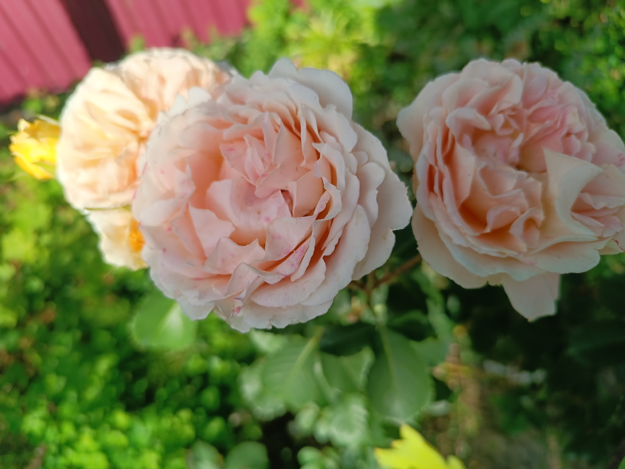 This is a close-up, eye-level, outdoor photograph of three light pink and cream-colored roses in bloom. The roses are positioned in the center and right of the frame, with one rose slightly to the left and behind the central rose. The petals of the roses are layered and delicate, with some pink speckling visible on the central rose. The background consists of blurred green foliage and a hint of a reddish-brown fence or structure in the upper left corner. The lighting suggests a sunny day, creating soft shadows and highlights on the flowers. This image was captured in Salihorsk, Belarus.