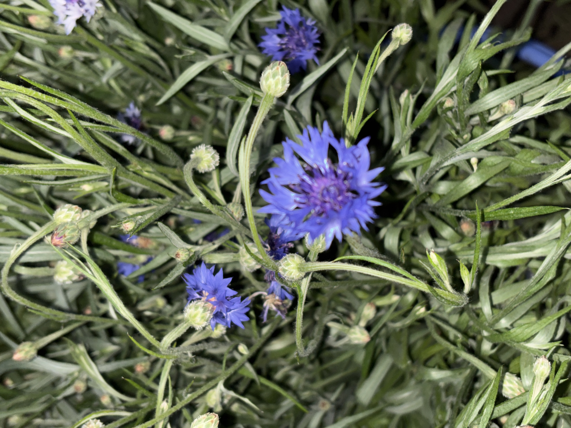 A close-up, slightly out-of-focus overhead view shows a bouquet of blue cornflowers with buds and green foliage. The lighting appears to be artificial, creating some shadows and a dark background. There are no people or actions depicted in the image. There is no information in the image that would indicate its location in Barnaul, Russia.