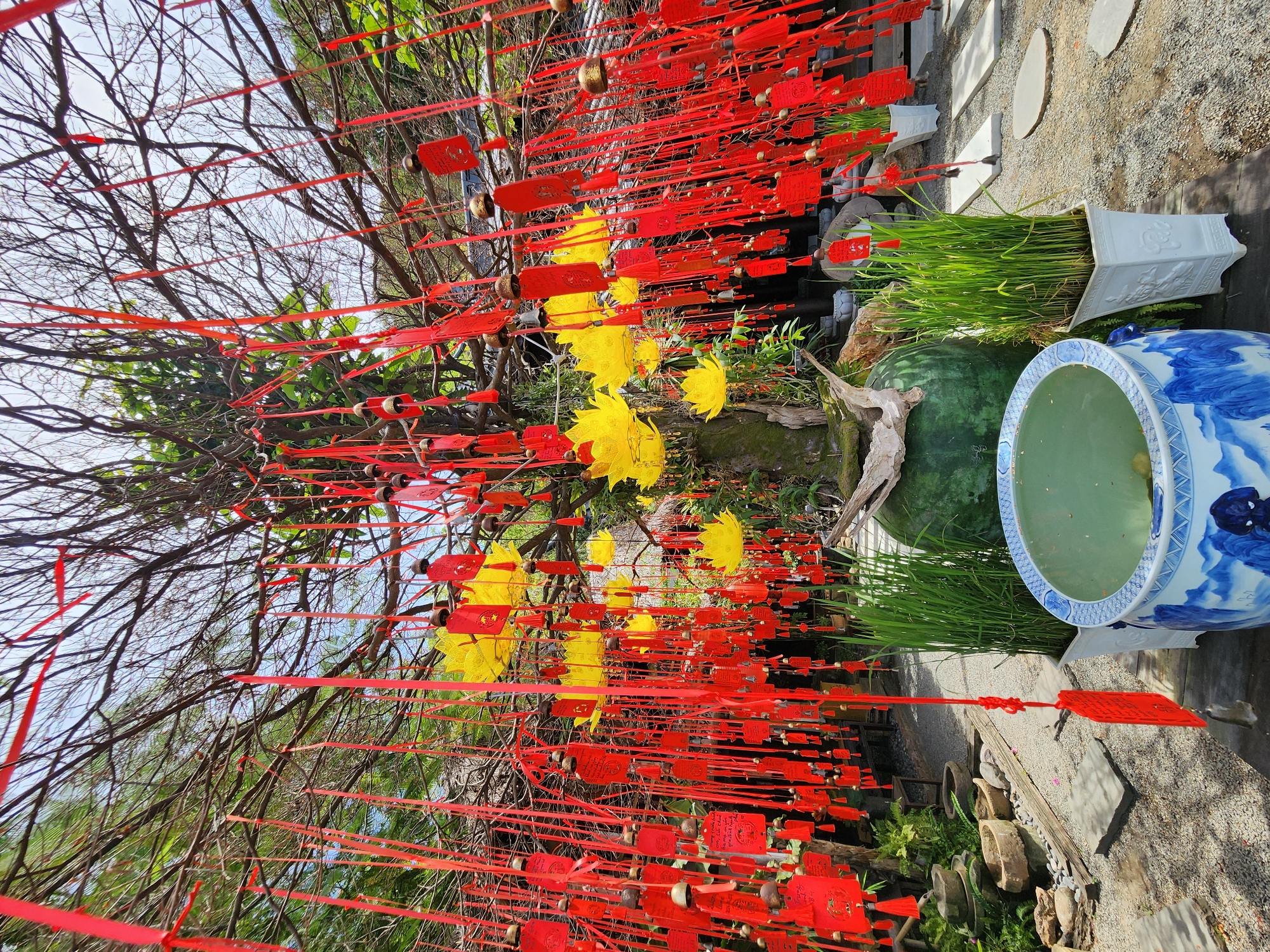 This image depicts a courtyard area, likely in a temple or spiritual site, in the city of Đà Nẵng, Vietnam. The central focus is a tree adorned with numerous red ribbons and small red tags, many with inscriptions and some with small bells attached. Interspersed among the red decorations are several bright yellow, lotus-shaped ornaments. The tree itself appears bare of leaves, highlighting the hanging ornaments.
In the foreground, a large, blue and white patterned ceramic pot is partially visible, filled with water. Beside it, a tall white rectangular planter contains lush green grass or reeds. To the left of the tree, a large, dark green, spherical object, possibly a painted rock or decorative element, sits on the ground. Further back, the courtyard is paved with gravel and features scattered stone pathways and stepping stones. Potted plants and stone decorative elements are visible in the background, along with a building with a thatched roof. The overall impression is one of a serene, culturally significant outdoor space.