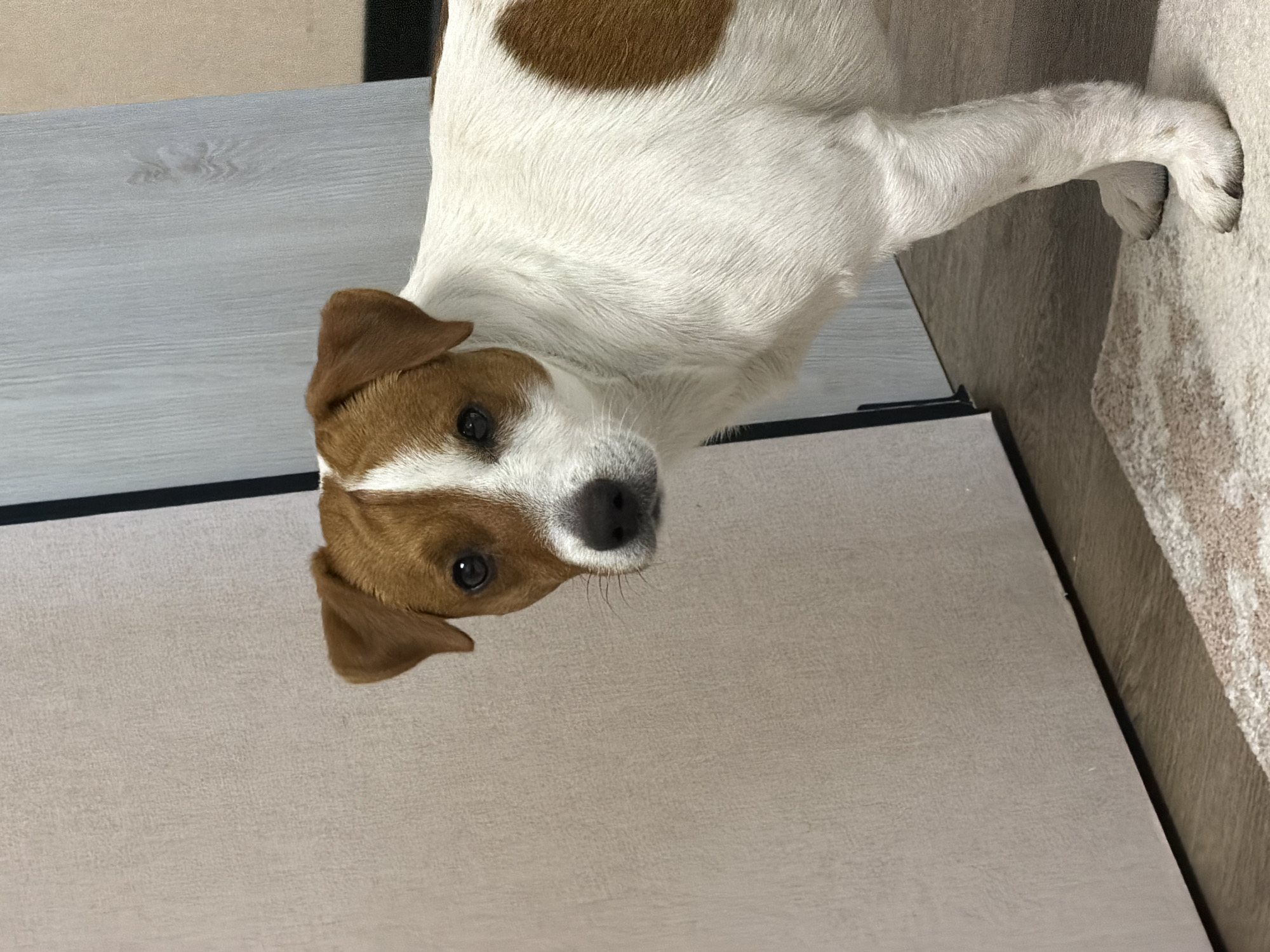 This is a vertical, eye-level, close-up photograph of a Jack Russell Terrier. The dog is primarily white with distinct brown markings on its head and a large irregular patch on its back. The dog's head is tilted to its right, and it is looking directly at the camera with its dark eyes. Its ears are a mix of white and brown and are folded down. The dog's muzzle is white with dark whiskers and a black nose. The background is blurred but appears to be an indoor setting with different textured surfaces, possibly furniture or flooring, in neutral tones of beige and light grey. There is a hint of a light-colored rug on the right side of the frame. The lighting suggests it is daytime, and the overall mood is calm and attentive, as the dog seems to be directly engaging with the viewer. No text is visible in the image.