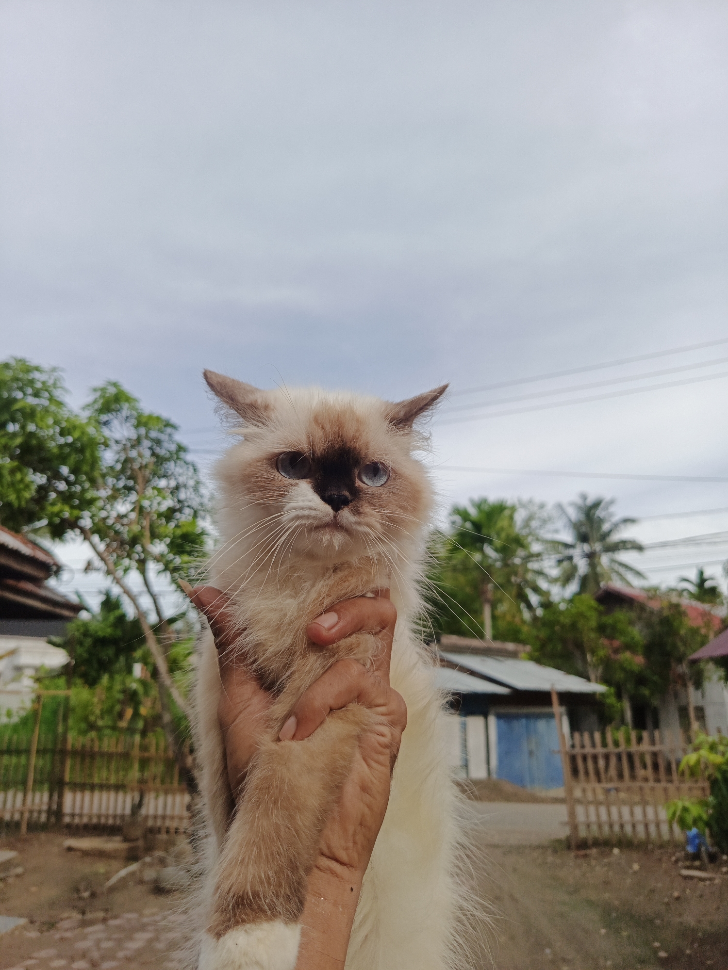 A medium-shot depicts a light-skinned hand holding a long-haired cat with white and brown markings. The cat has blue eyes and a dark brown muzzle. The background shows a cloudy sky, trees, and houses, with power lines visible against the sky. The location is likely Lhokseumawe, Indonesia, based on the request.