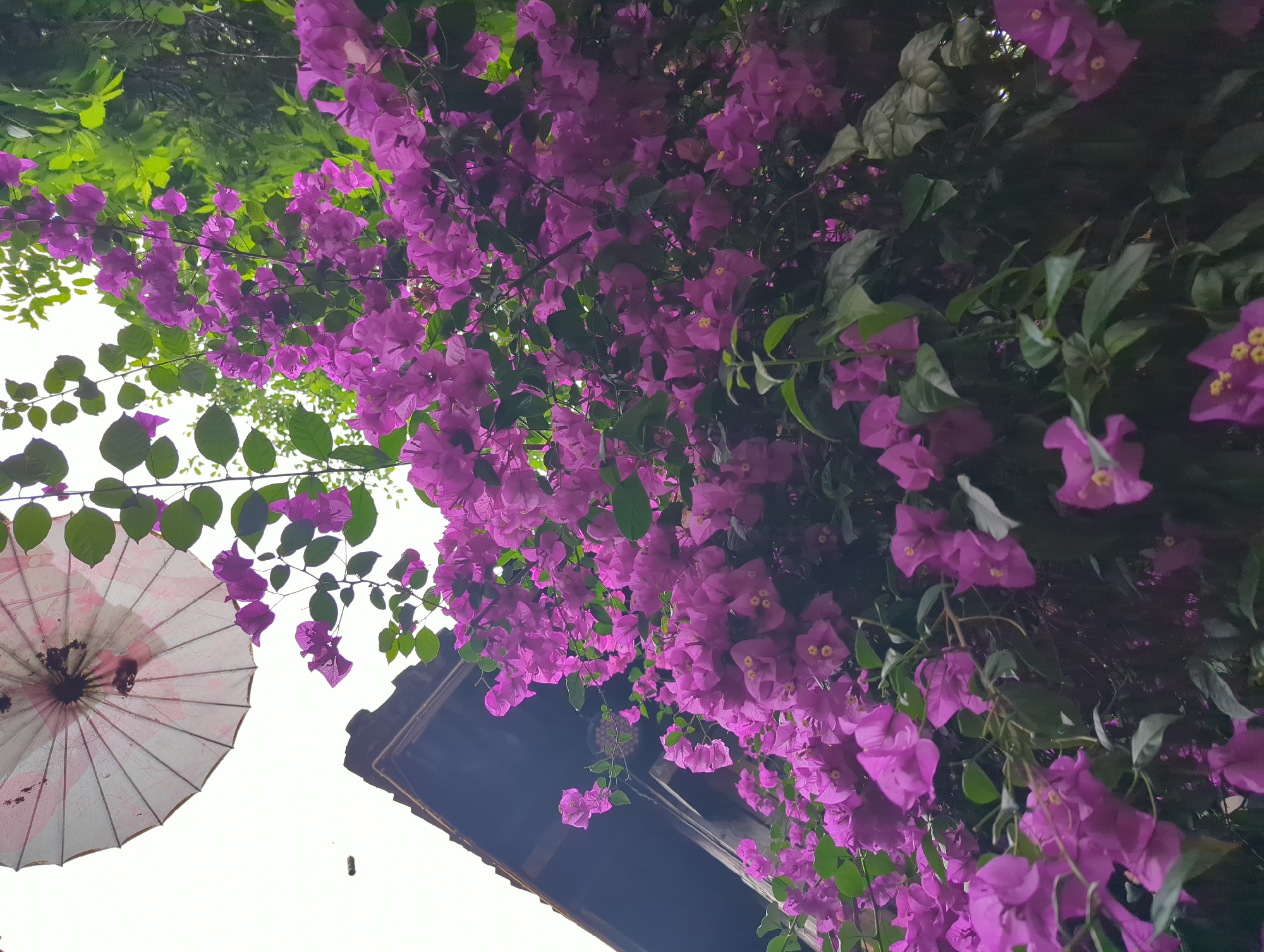 In Gucheng District, China, a vibrant bougainvillea vine with abundant purple flowers climbs over the dark, angled roof of a traditional building. The sky is overcast, and a partially opened, pink-and-white paper umbrella with a decorative pattern is visible in the upper left corner, partially obscured by the foliage.
