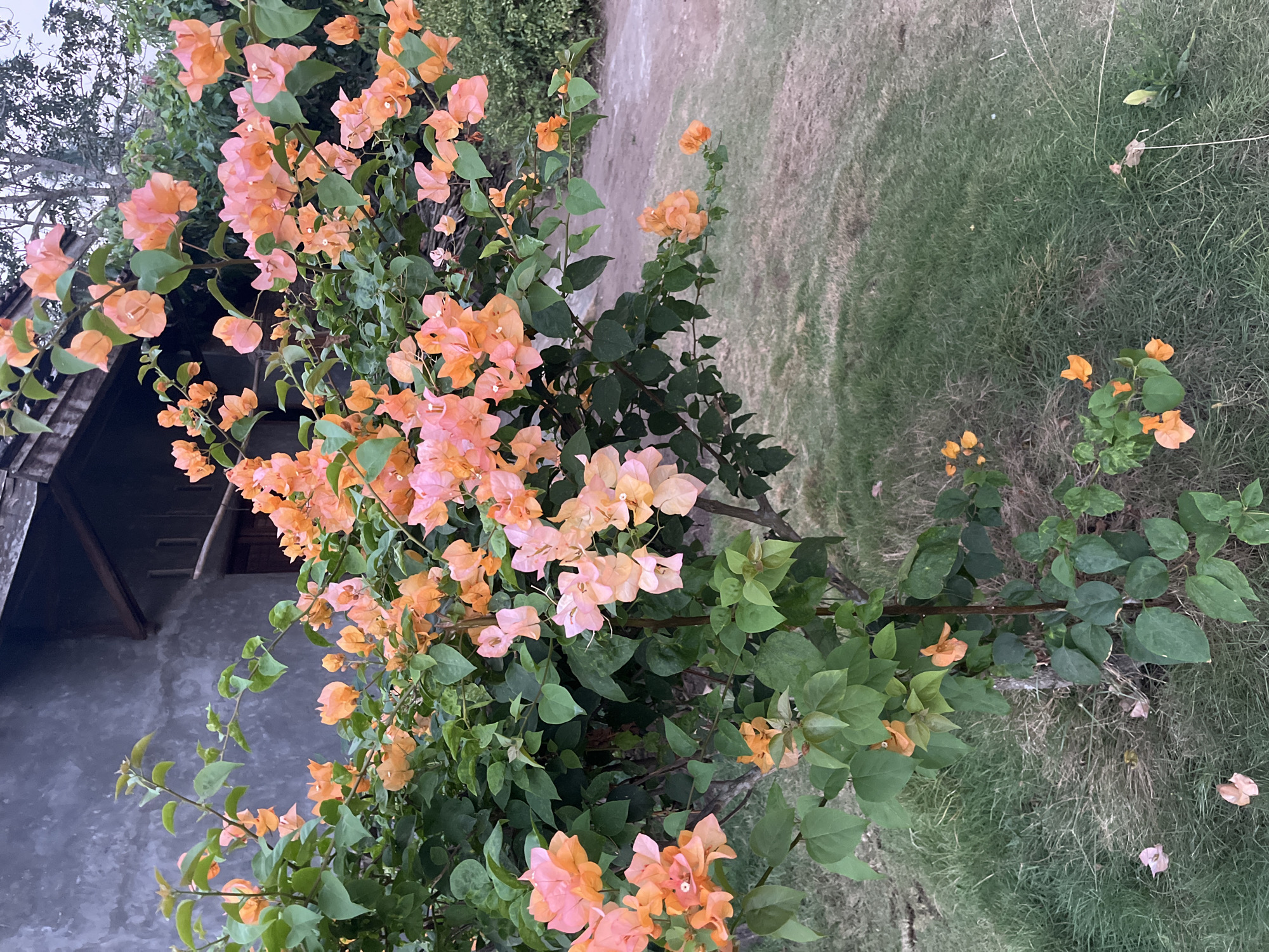 The image displays a vibrant bougainvillea plant with abundant orange and pink blooms, set against a backdrop of a modest building and lush green grass. The building, located in the city of Kebumen, Indonesia, features a grey textured wall and a dark wooden roof. The bougainvillea plant itself is a focal point, with its branches laden with colorful bracts and green leaves. The ground is covered in a mix of green grass and dry patches, suggesting a natural outdoor setting. The overall scene evokes a sense of tropical beauty and simplicity, characteristic of the Indonesian landscape.