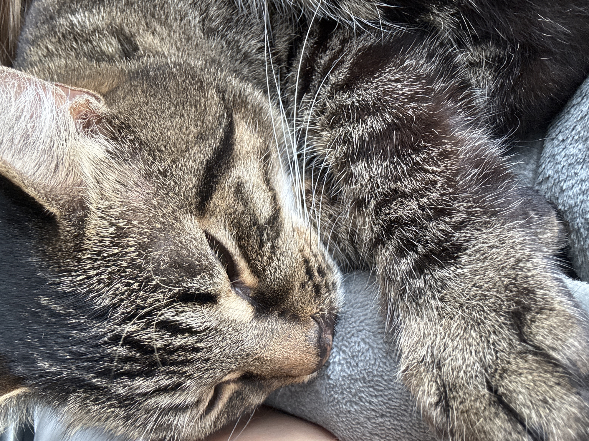A close-up photograph depicts a tabby cat sleeping on a grey surface. The cat is curled up, with its head resting on its paws. The cat has a tabby pattern, with dark stripes on a lighter brown background. The cat's whiskers are white. The background is a soft grey texture. The location is not apparent in this image.