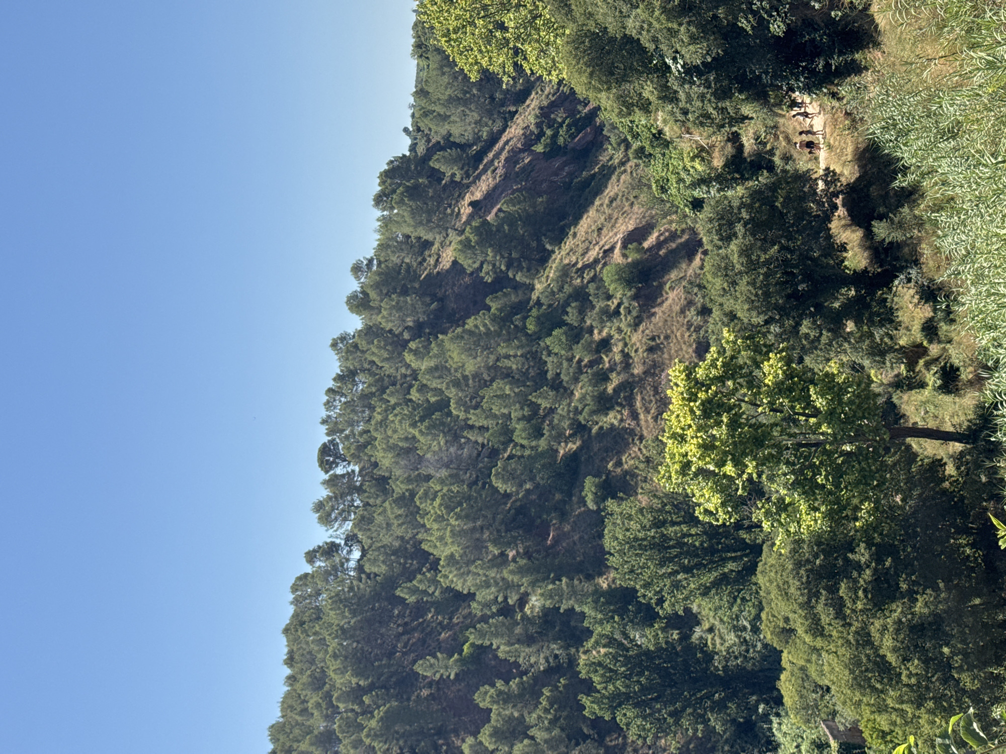 This is an eye-level, medium shot of a sun-drenched hillside in Anna, Spain, under a clear blue sky. A densely wooded slope rises from right to left, covered in various shades of green trees. A dirt path winds its way up the hillside, and a small group of five people, two adults and three children, are walking along it. The path is lined with green foliage and tall grass. The light casts shadows that accentuate the contours of the terrain.