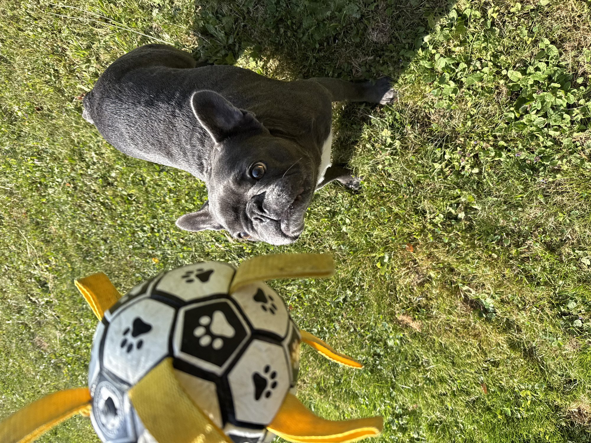 In Bad Sachsa, Germany, a French bulldog with gray fur and white chest stands on a grassy lawn, looking up at a toy soccer ball with yellow straps. The ball is black and white with paw print designs. The dog's ears are perked, and its body is positioned as if ready to play. The grass is green and somewhat dry in places, with scattered clover. The scene is bathed in sunlight, casting shadows.