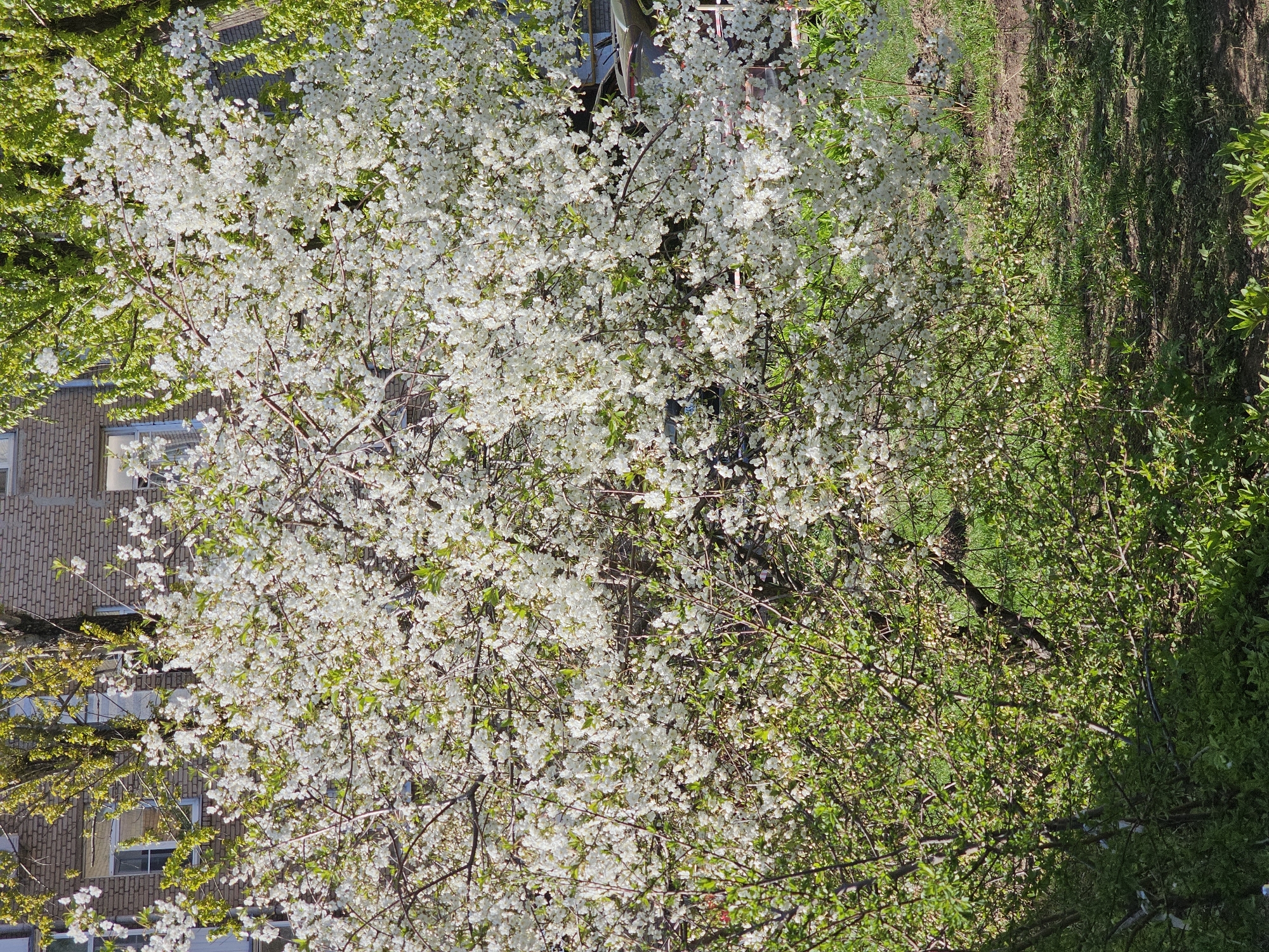 The image shows a blooming tree with white flowers, partially obscuring a brick building with windows in Khimki, Russia. To the right of the tree is a grassy area. The image appears to be taken outdoors during the day.