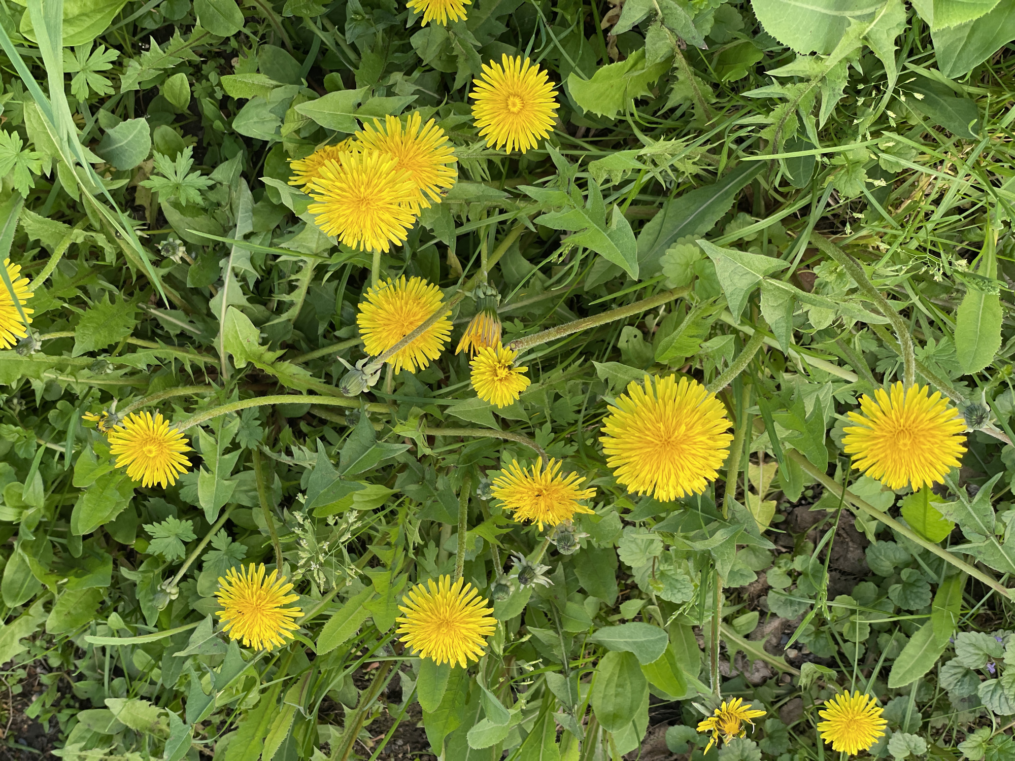 A vibrant top-down view captures a dense patch of green foliage dotted with numerous bright yellow dandelions in full bloom. The scene is dominated by the contrasting colors of the cheerful yellow dandelion flowers and the varied shades of green from their distinctive serrated leaves, as well as other grasses and plants with different leaf shapes that form the ground cover.
Many dandelions are fully open, showcasing their intricate, radiating petals, while a few closed buds and partially open flowers are also visible, indicating different stages of bloom. The light is bright and even, suggesting a clear or overcast day, likely morning or afternoon, without harsh shadows. Small patches of dark soil are visible beneath the dense vegetation.
The overall impression is one of natural growth and spring abundance. The image portrays a wild, uncultivated area, possibly a field, lawn, or roadside in Zheleznogorsk, Russia, thriving with wildflowers. No human activity or visible text is present.