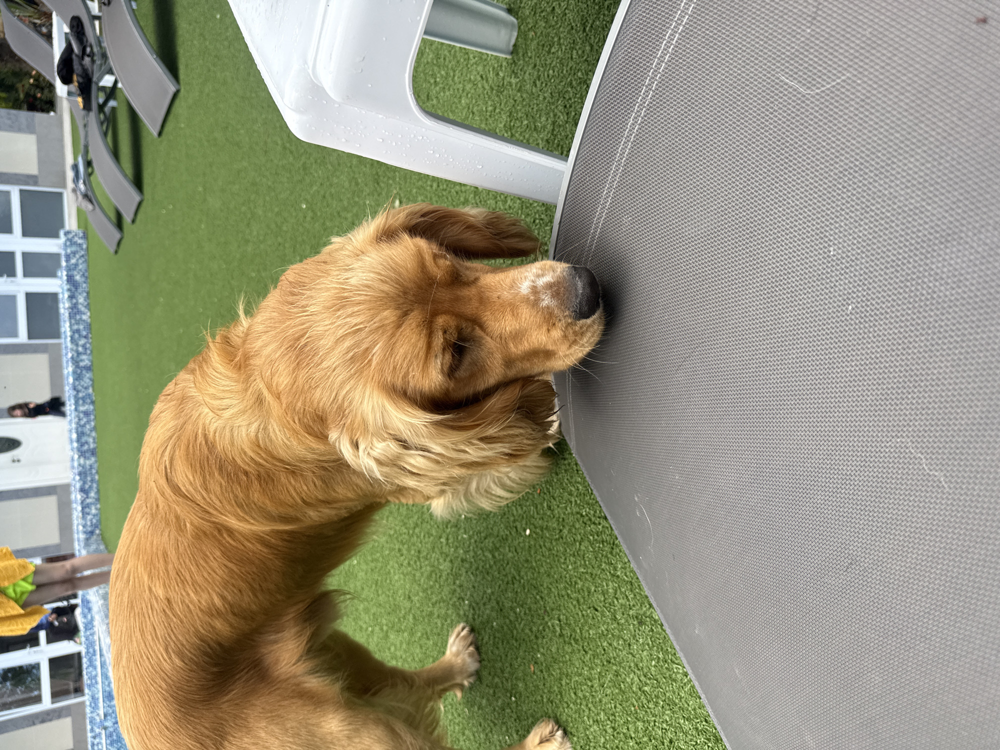 An orange-colored dog with long floppy ears and a white patch on its muzzle is sniffing a gray cushioned lounge chair in an outdoor area. The dog is positioned in the foreground and is angled towards the chair. In the background, there are lounge chairs, a white plastic chair with water droplets on it, and a swimming pool with blue tiled edges. There are two people visible in the background, one wearing a yellow cover-up and green shorts, and another person further back wearing dark clothing. The ground is covered in green artificial turf.