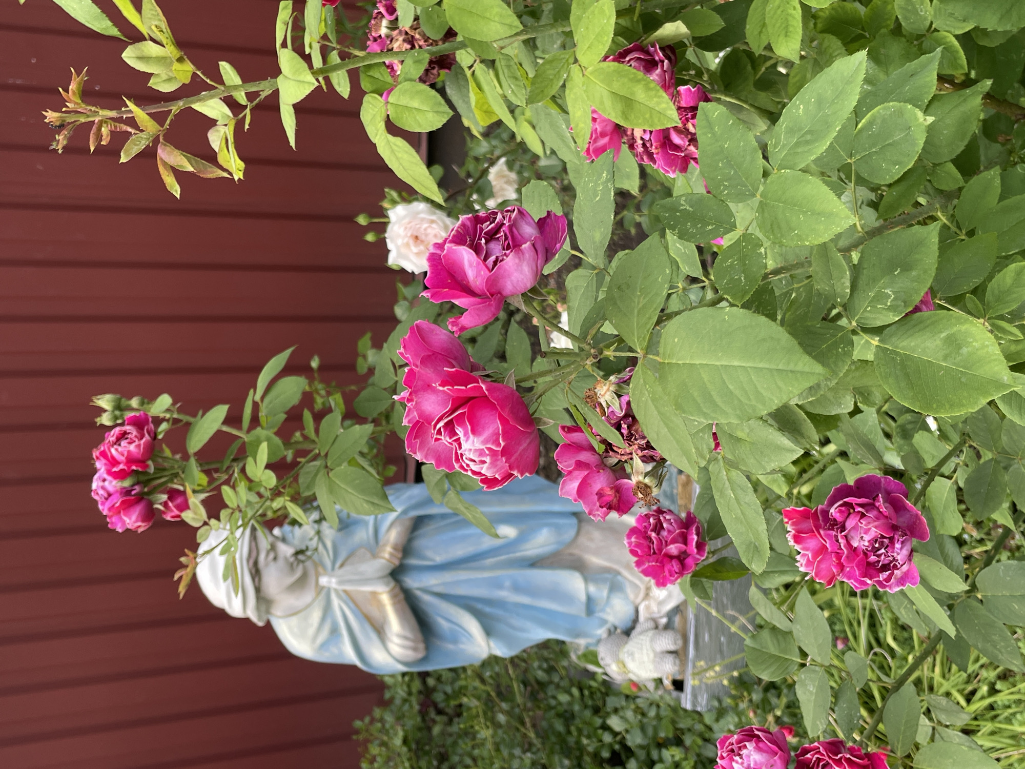 The image depicts a close-up view of vibrant pink roses in bloom, with a statue of the Virgin Mary in the background. The statue is partially obscured by the rose bushes and is clad in a blue robe and white headdress, with hands clasped in prayer. To the left of the statue, a small, crocheted white teddy bear is visible. The roses are densely packed with numerous petals and are in various stages of bloom, with some buds also present. The leaves of the rose bushes are a lush green, showing a few small, light-colored spots. The background consists of a deep red, vertically paneled wooden fence. The lighting suggests an outdoor setting, likely a garden. No specific location in Moscow, Russia can be identified from the provided image.