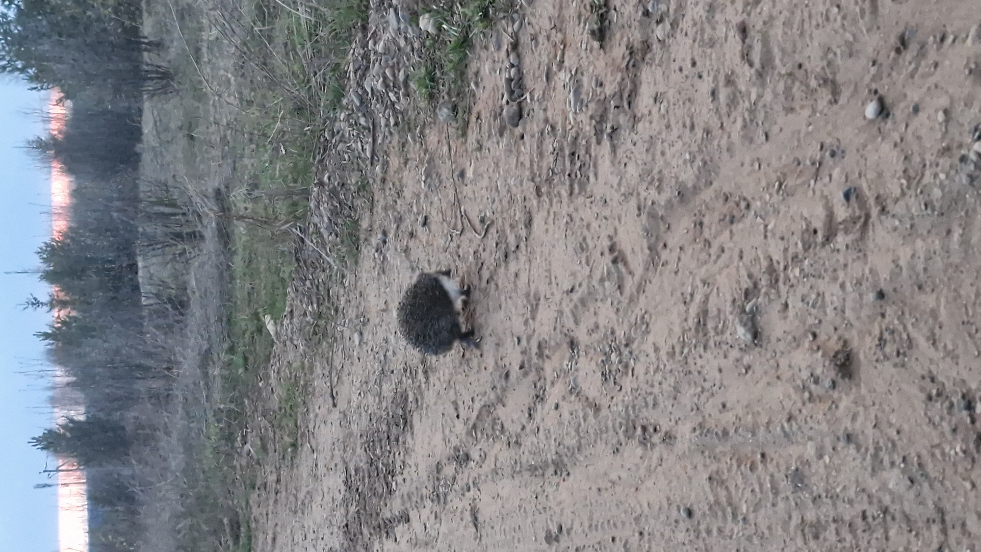 A small hedgehog is situated in the center of a dirt road or path. The surrounding environment appears to be rural with trees and vegetation along the side of the road. It is daytime, and the lighting is somewhat dim. The location may be in the vicinity of Otchor, Russia.