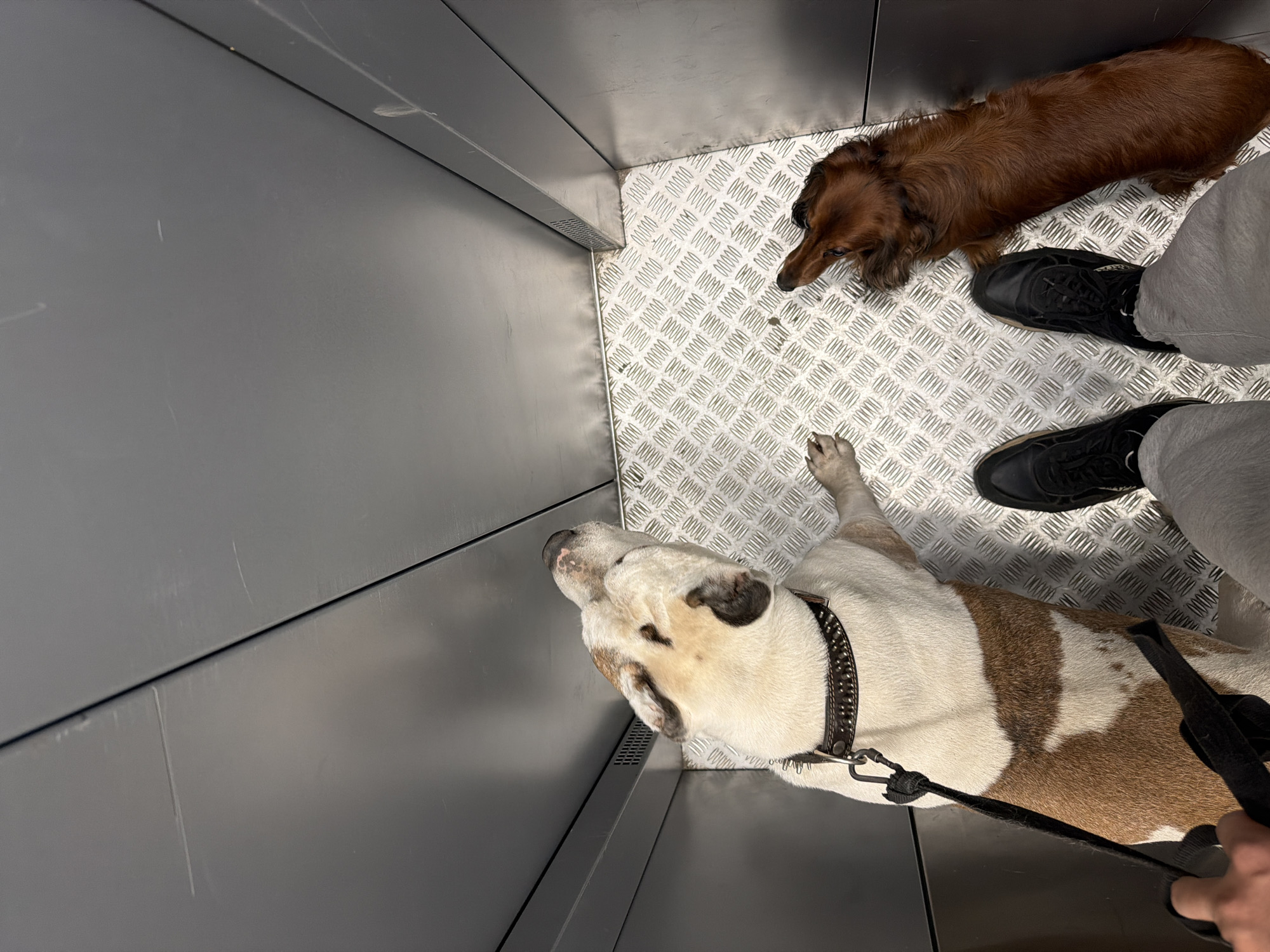 A high-angle shot shows two dogs and a person in an enclosed space with metallic walls and a textured metallic floor.
A long-haired dachshund lies near the upper right of the frame. Adjacent to it and near the right edge are two black shoes and light-colored pants, indicating a person is present. The dachshund and person are positioned at an angle relative to the rest of the scene.
Near the bottom center, an American Bulldog is on a leash. The bulldog is white with brown patches and wears a studded collar.
The walls appear to be metal and the floor has a diamond-plate pattern.
The exact location in Krasnoyarsk, Russia, is not deducible from the image.