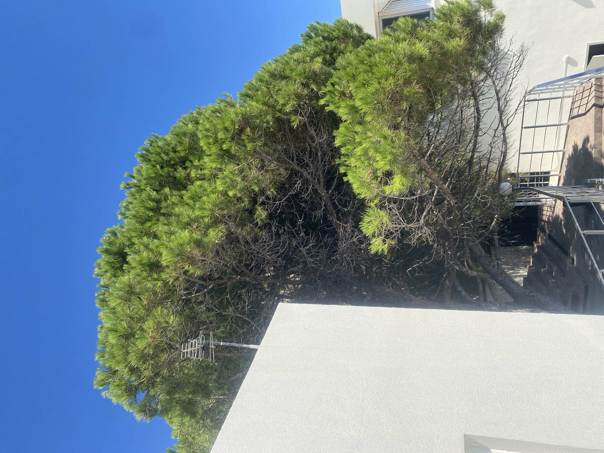The image depicts a bright, sunny day with a clear blue sky. A large, mature pine tree with lush green needles dominates the frame, its branches extending over a white stucco building. The building appears to be a multi-story structure, with visible windows and balconies. A metal antenna is attached to the side of the building, peeking out from behind the tree's foliage. To the right of the tree, a staircase with metal railings leads up to an entrance, suggesting this is a residential or commercial building. The location is identified as Гаспринский поселковый совет, Ukraine. There are no people visible in the image.