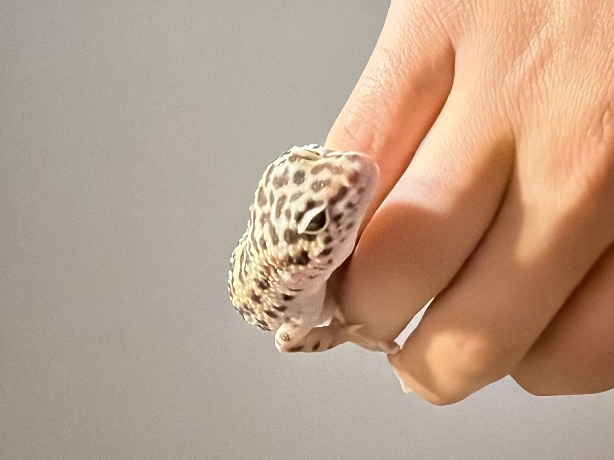 A leopard gecko is being held in a person's hand against a gray background. The gecko has a cream-colored body with brown spots. Its head is turned to the left, and its eyes are visible. The person's hand is fair-skinned. The location is not evident from the image.