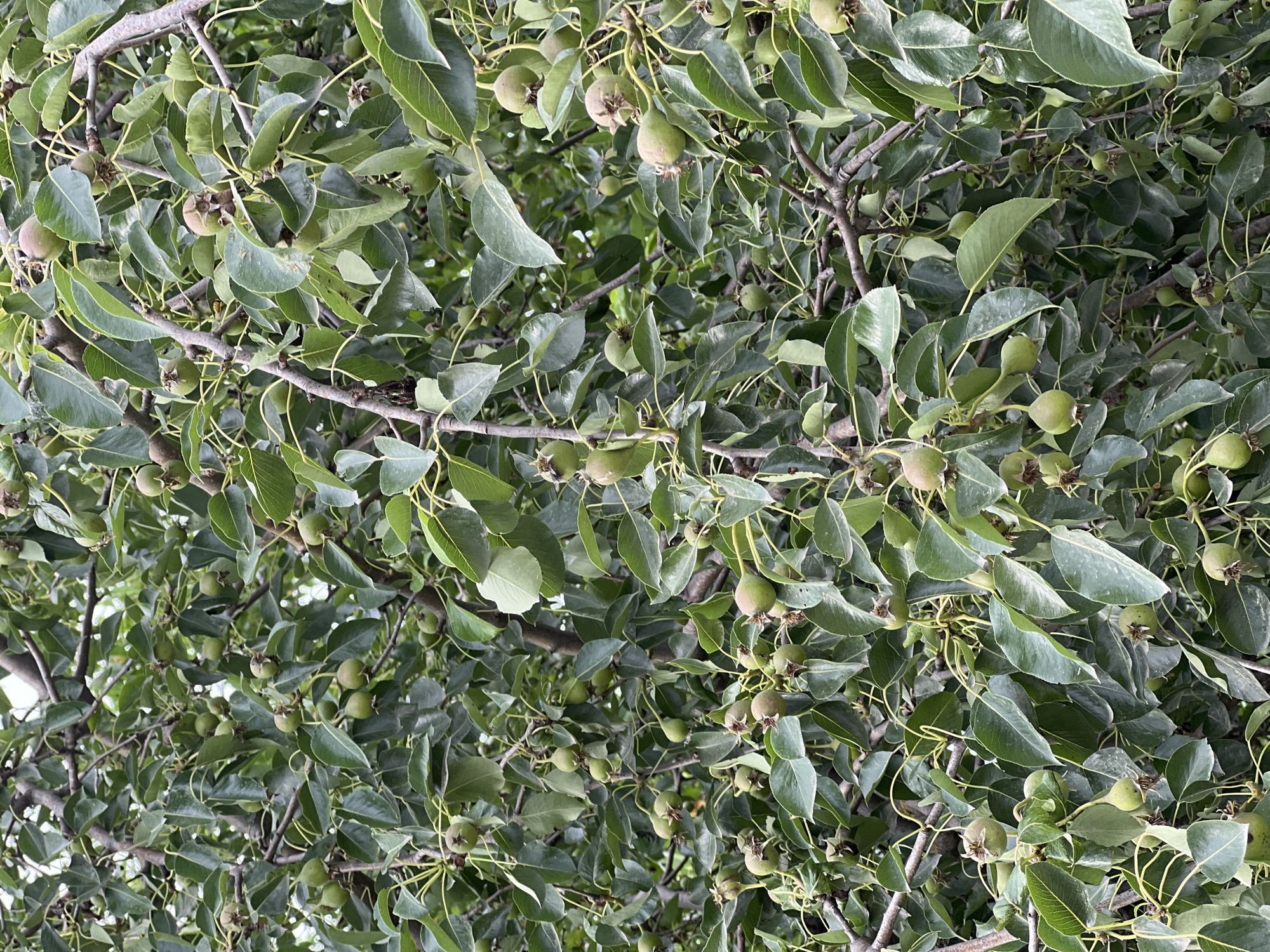 A dense canopy of a tree, likely a pear tree, fills the frame. Numerous small, green fruits are visible amongst the lush green leaves and branches. The lighting suggests it is daytime, with diffused light filtering through the foliage. The image appears to be taken from a medium distance, looking directly into the tree. There are no people or any specific environmental features that indicate a location within the city of Ladovskaya Balka, Russia.