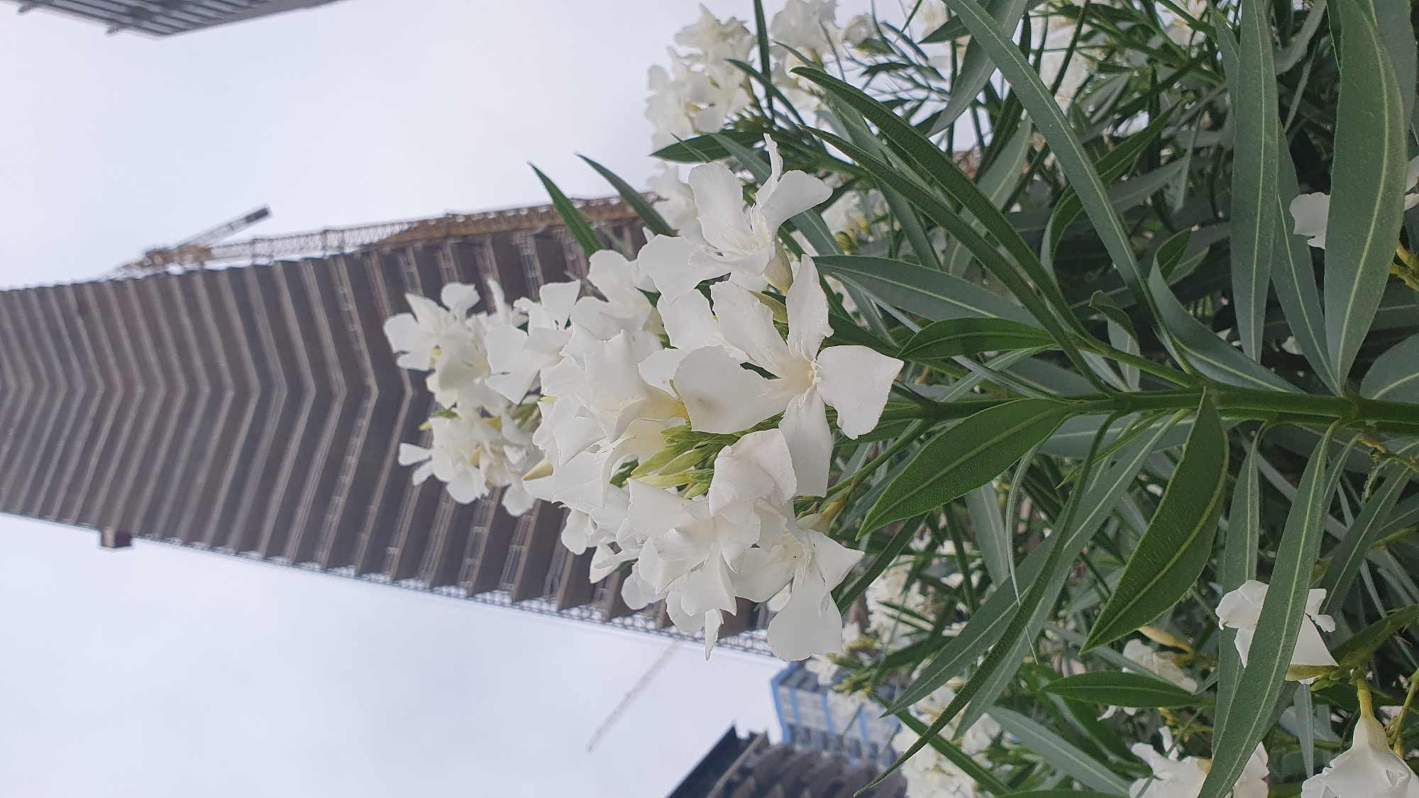 An outdoor, low-angle, eye-level shot captures a cluster of white oleander flowers in the foreground, with their long, green leaves extending into the frame. Behind the flowers, a tall, unfinished skyscraper dominates the background, its tiered structure reaching towards an overcast sky. Construction cranes are visible in the distance, suggesting ongoing development in the area. To the left, another partially constructed building is visible. This scene is located on the Batumi Boulevard in Batumi, Georgia, a popular seaside promenade undergoing significant urban development. There are no people present in the image.