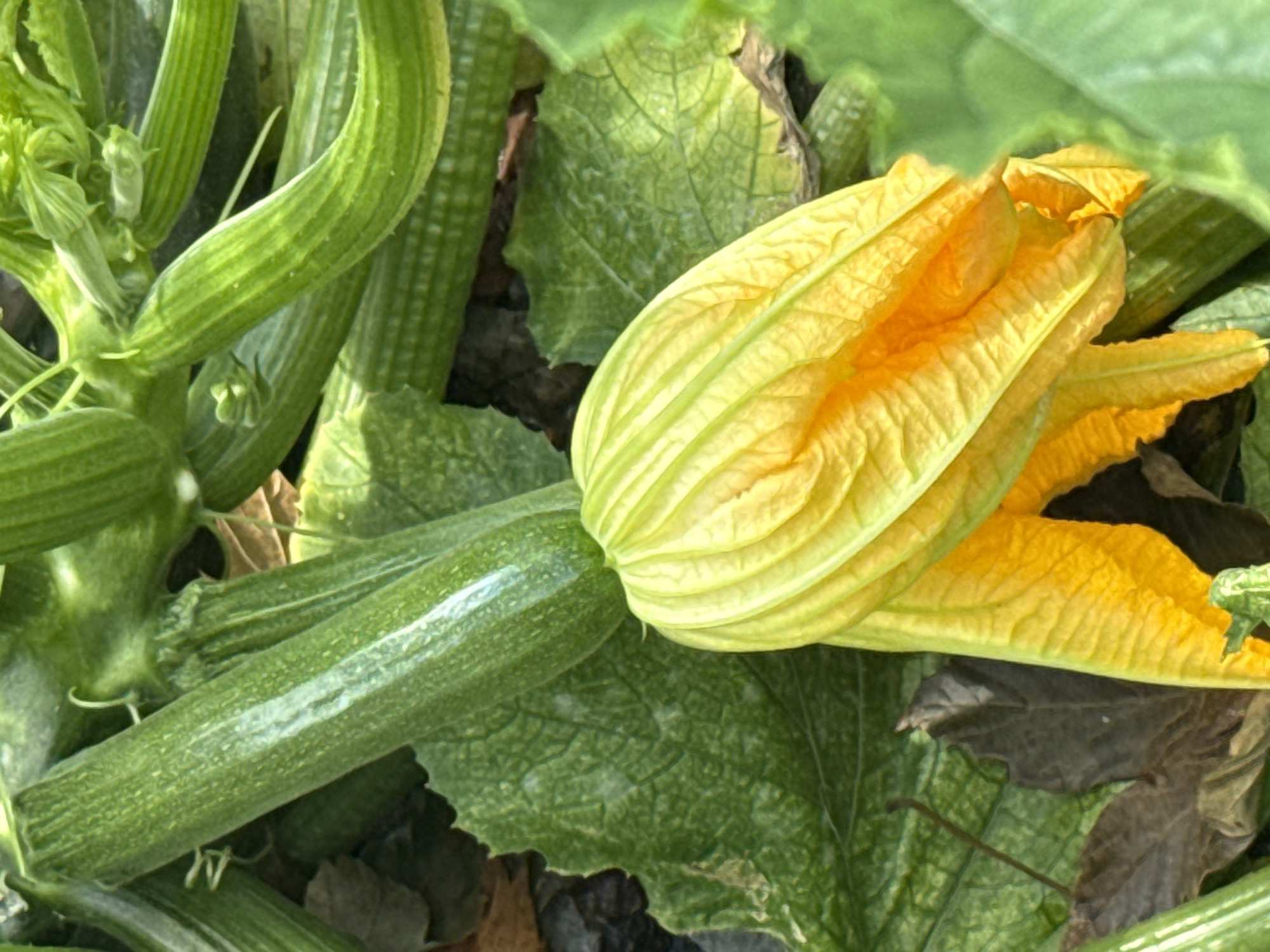 This is a close-up, eye-level, outdoor, natural light photograph of a zucchini plant with a yellow blossom. The zucchini is green and elongated, with ribbed texture. The blossom is large, bright yellow, and bell-shaped, with intricate folds and a darker orange interior. It is partially open, revealing its delicate petals. The background consists of green zucchini leaves and stems, as well as some dried brown leaves scattered on the ground. The overall impression is one of fresh growth and natural beauty. There is no indication of the city of New York, United States of America.
