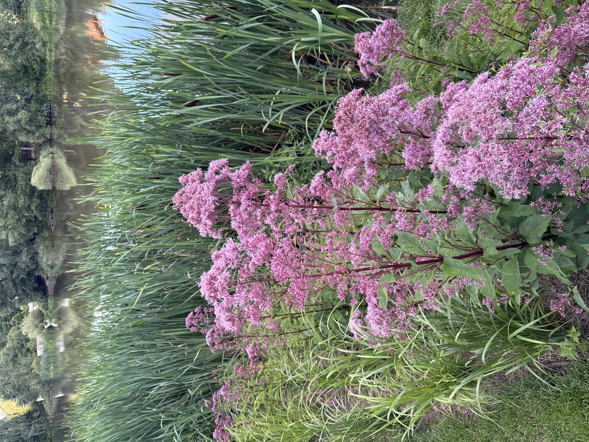 In the city of Kommunarka, Russia, a body of water reflects the lush green trees and vegetation on its banks. In the foreground, clusters of pink flowers with feathery petals are in full bloom, their stems a deep reddish-purple. Tall green reeds stand along the water's edge, their vertical lines contrasting with the soft texture of the flowers. Patches of manicured green grass are visible to the left of the frame. The scene captures a vibrant natural setting with a focus on the flowering plants and the tranquil water.
