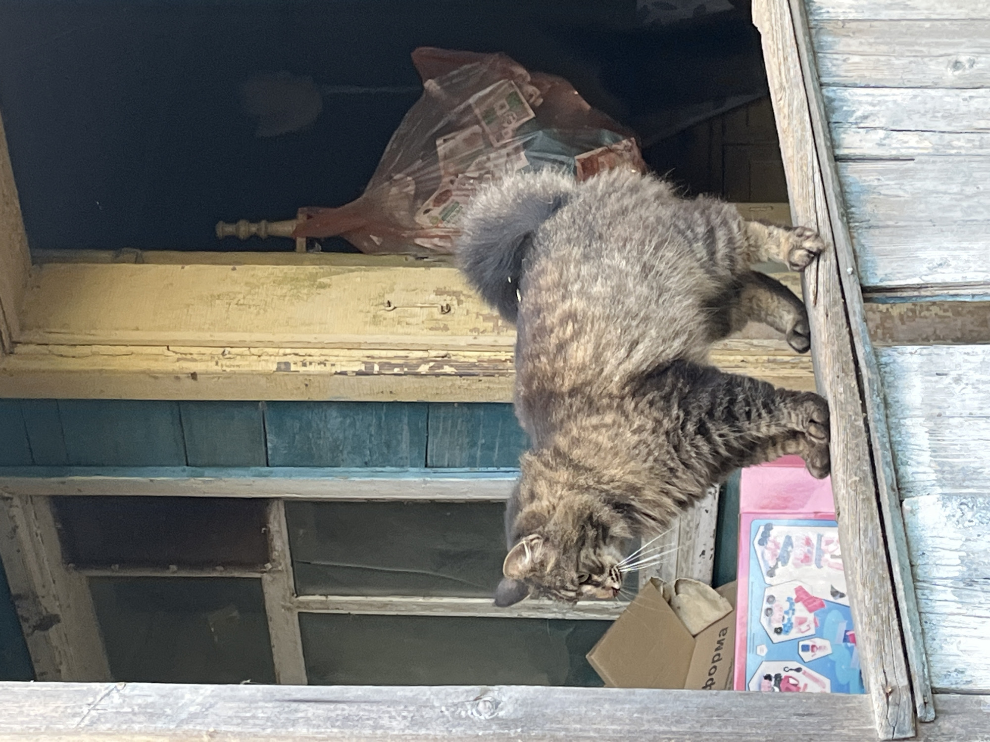 This media file shows a domestic cat hanging upside down from an open wooden window frame. The cat is a tabby with grey and brown fur. Its front paws are clinging to the vertical wooden frame of the window, while its body dangles downwards. The cat's head is turned to its right, with its mouth slightly open, showing its teeth and tongue. Its whiskers are spread out.
The window frame is old and weathered, with peeling paint in a pale yellow color. Behind the window, there is a dark interior. In the background, there are some objects, including what appears to be a clear plastic bag filled with miscellaneous items, and a pink and blue box with pictures on it. A small cardboard box with Russian text is visible in the lower right corner. The exterior of the building is made of weathered wooden planks. The sky above is dark, suggesting it might be evening or a cloudy day, but the lighting on the cat and the window suggests it's daytime. The setting appears to be a rustic, possibly abandoned or rural building. The overall scene captures a moment of the cat's agile movement and perhaps playful or curious behavior. The visible Russian text on the cardboard box reads "форма" which means "form" or "shape".