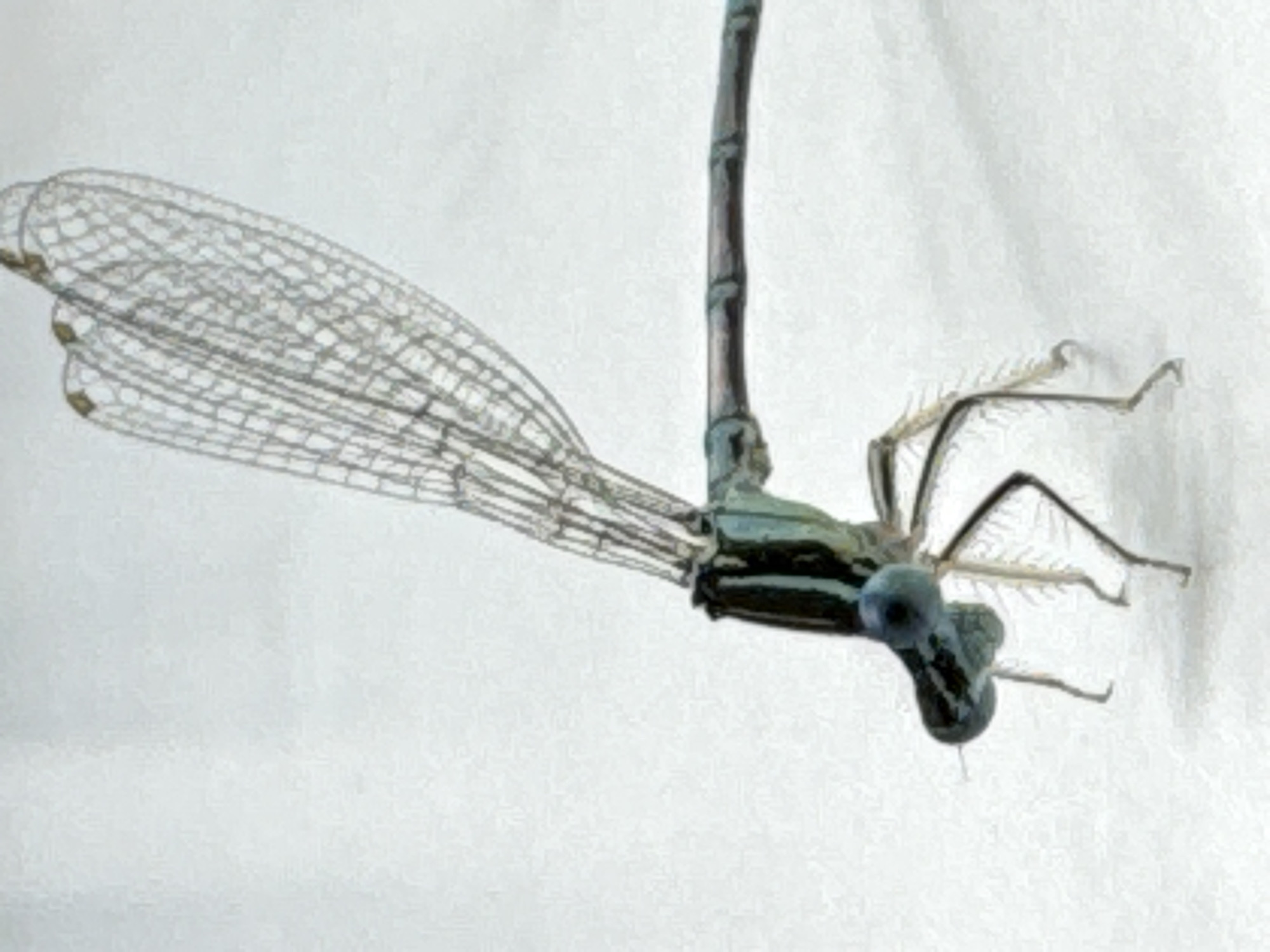 A close-up, eye-level, full shot shows a dragonfly with its wings spread on a white background. The dragonfly is a pale blue and green with black stripes on its thorax. Its wings are transparent and veined. The dragonfly is positioned on its legs, facing left.