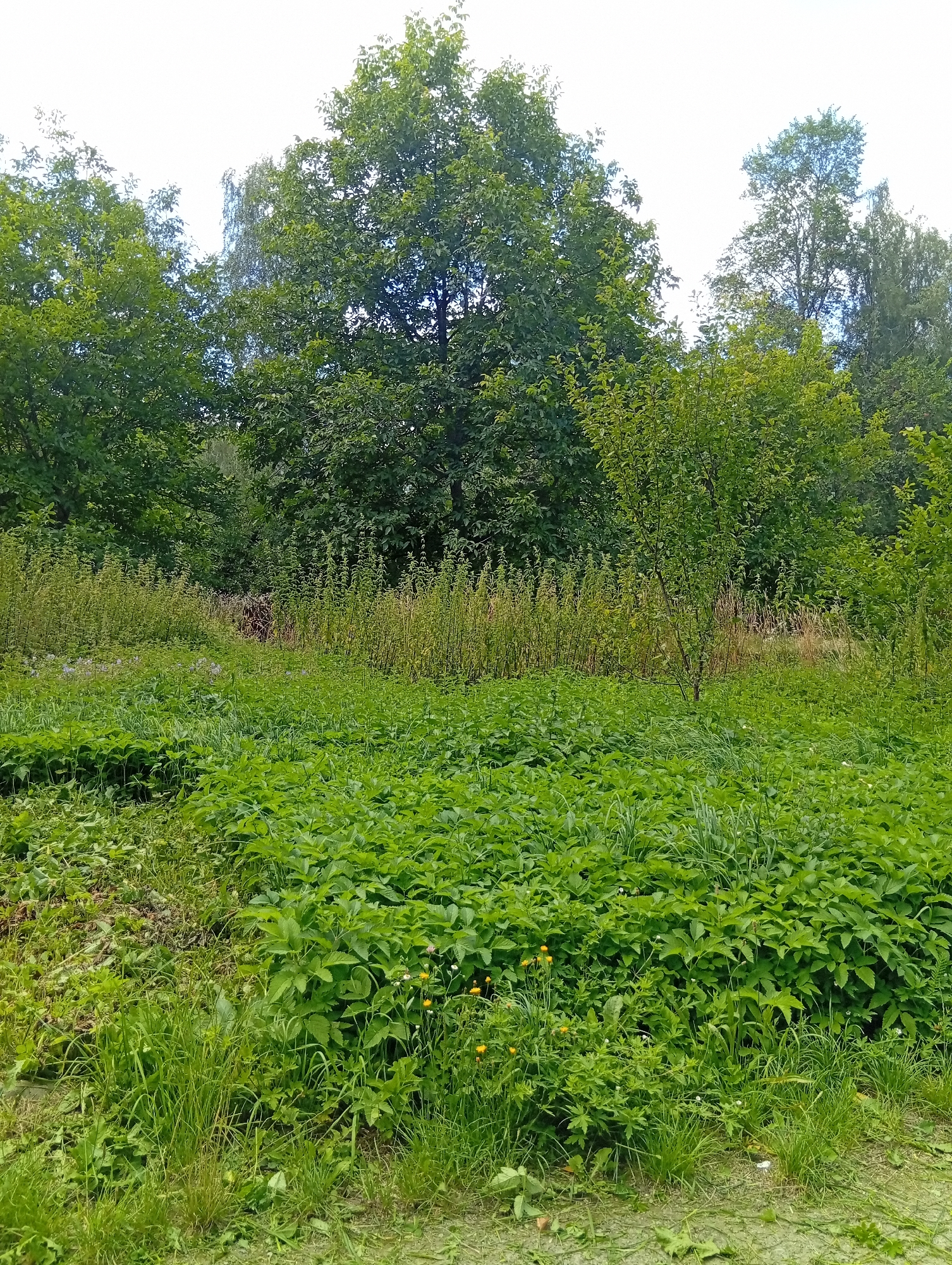 The image shows a dense, overgrown green field with tall grass and leafy plants in the foreground. In the background, there is a line of trees of varying heights and foliage density, with a bright sky visible above. The scene depicts a natural, unmanicured outdoor area within the city of Zviahel, Ukraine. No people, animals, or man-made structures are visible.