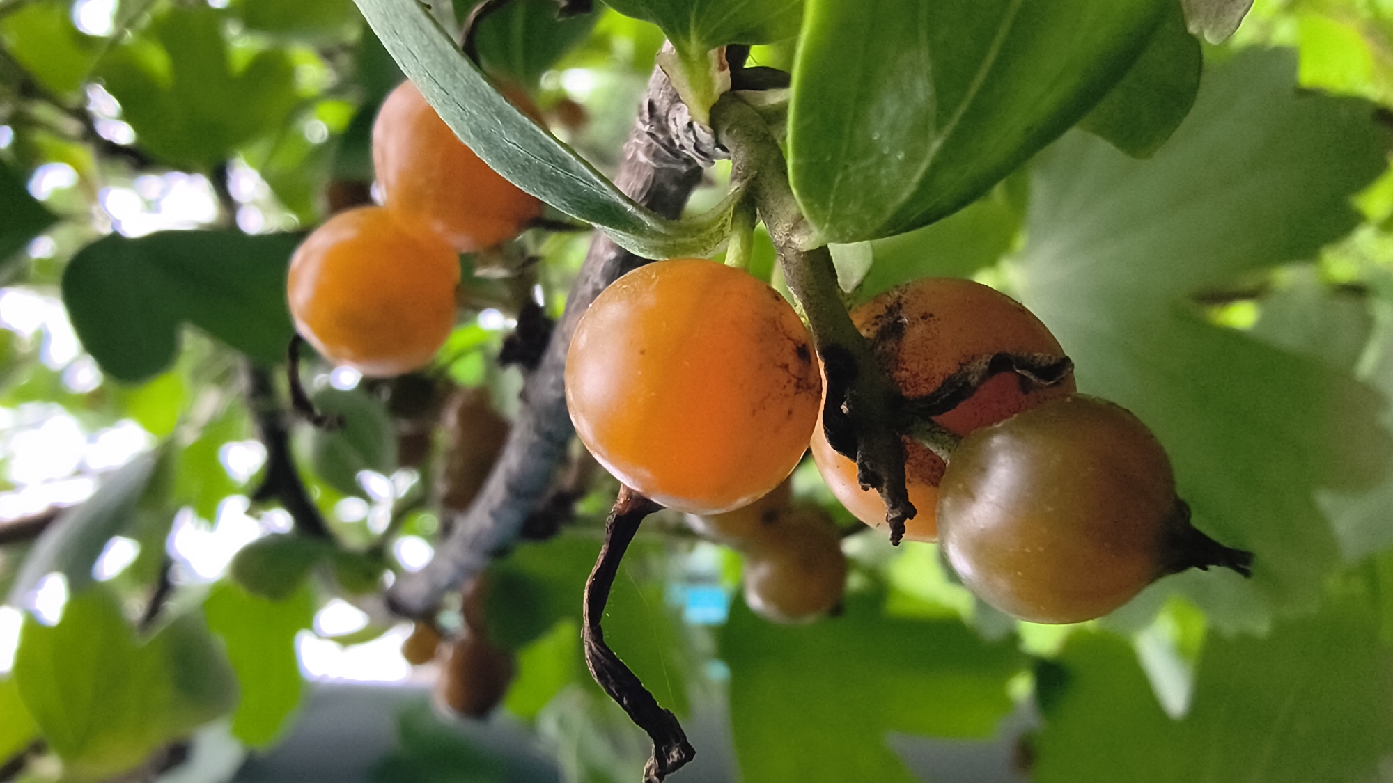 A close-up, vertical, outdoor shot captures a cluster of small, round fruits, likely berries, growing on a branch among green leaves. The fruits vary in color from a light brown-orange to a vibrant orange, with some showing darker, bruised areas. The branch is dark brown and appears slightly rough, with a few dried leaves or tendrils attached. The background is blurred, featuring more green foliage and patches of bright, diffused light, suggesting an overcast or shaded environment. The focus is sharp on the fruits in the foreground, highlighting their texture and sheen. There are no people, buildings, or discernible urban elements, making it impossible to determine its specific location within Mikhaylovka, Russia. The scene appears natural, possibly a garden or wild growth.