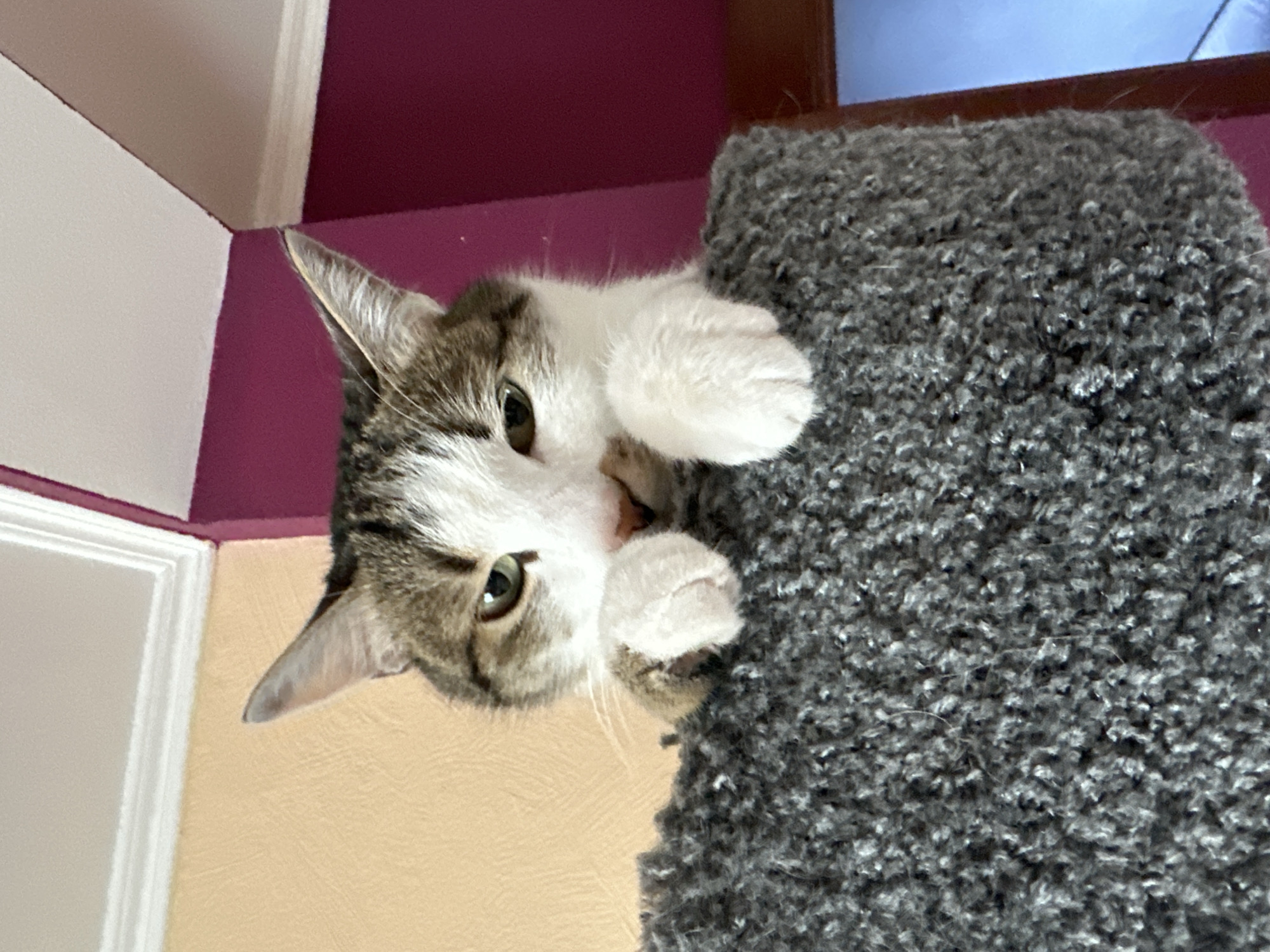 A cat with brown and white fur peers down from the top of a gray, carpet-covered cat tree. The cat's paws rest on the edge of the tree. The background shows a section of a wall painted in cream and purple. A window frame is partially visible above the cat tree.
There is no information to identify this location as being in Krasnoyarsk, Russia.