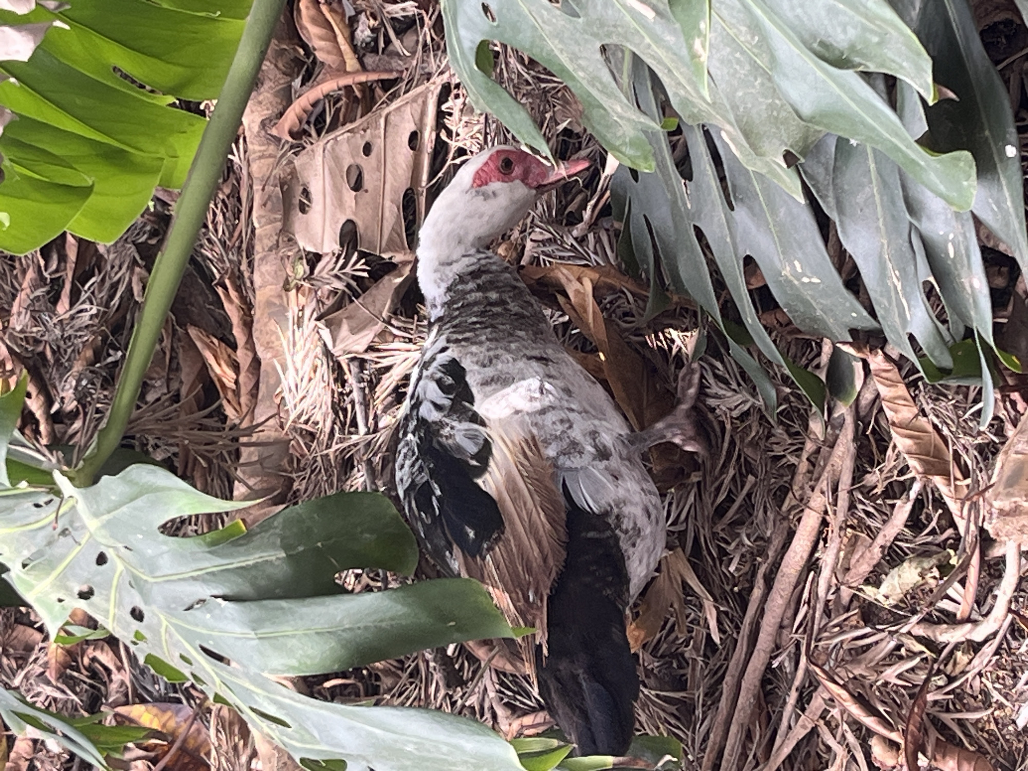 The image shows a Muscovy duck in a natural environment. The duck has a white head and neck, speckled with gray, a red wattle around its eyes and beak, and mottled gray and black feathers on its body and tail. It is surrounded by green foliage from a plant, likely Monstera, and is nestled among dry leaves and twigs. The scene appears to be outdoors, possibly in a garden or park setting in the city of Las Palmas De Gran Canaria, Spain. There are no other visible people, subjects, or notable interactions.