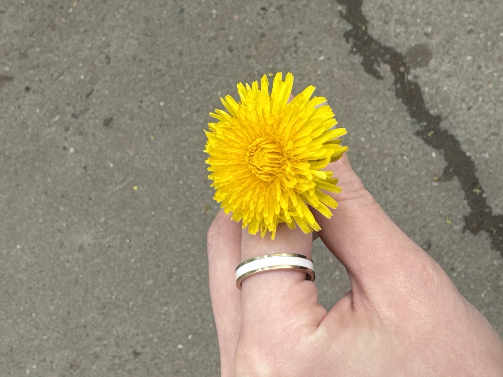A hand is holding a bright yellow dandelion flower up against a background of grey concrete. The hand has a gold ring with a white band on one of the fingers. The concrete surface appears to be a sidewalk or paved area. There is a darkened pattern on the concrete, possibly due to moisture or a crack. The image does not contain enough information to determine its exact location in Chaikovsky, Russia.
