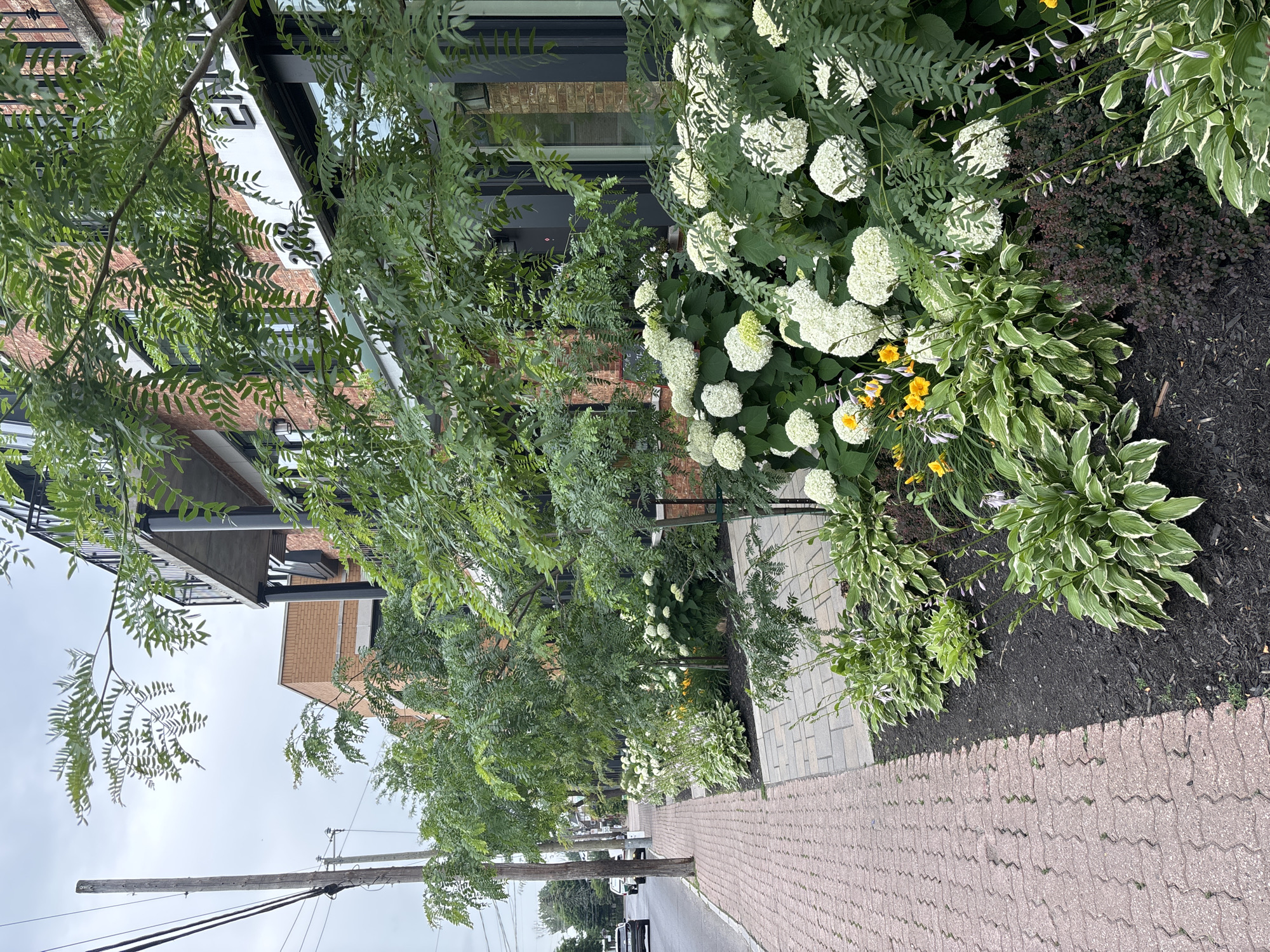 The image captures a street view in Pointe-Claire, Canada, featuring a brick building with a balcony and large windows. In front of the building, a sidewalk made of interlocking pavers runs alongside a landscaped garden bed. The garden is densely planted with various green shrubs and hosts white hydrangeas and yellow flowers. A paved pathway also runs through the garden bed. To the left of the sidewalk is a street with cars visible in the distance and utility poles lining the roadside. The sky is overcast.