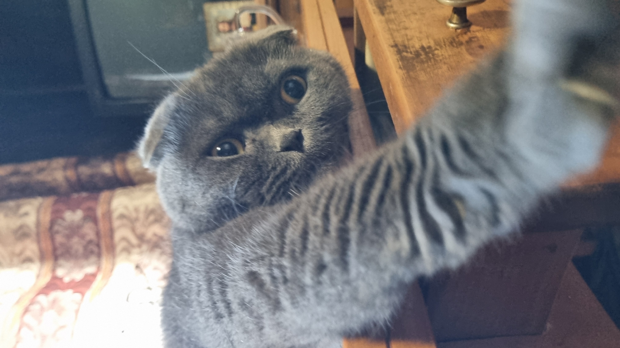 A close-up, low-angle, shallow depth-of-field shot captures a Scottish Fold cat lying on its side. The cat, predominantly gray with dark tabby markings on its left arm and face, has distinctive folded ears and amber eyes. The cat's left foreleg extends towards the camera, out of focus. The background is dimly lit and shows wooden furniture, possibly part of a dresser or desk, with a brass knob visible on the right. Behind the cat, a curtain with a floral pattern is partially visible. A dark television screen and a framed picture are in the upper right background. The scene is indoors, suggesting a domestic setting. The specific location of Vysokoe, Russia, cannot be determined from the visual information provided.