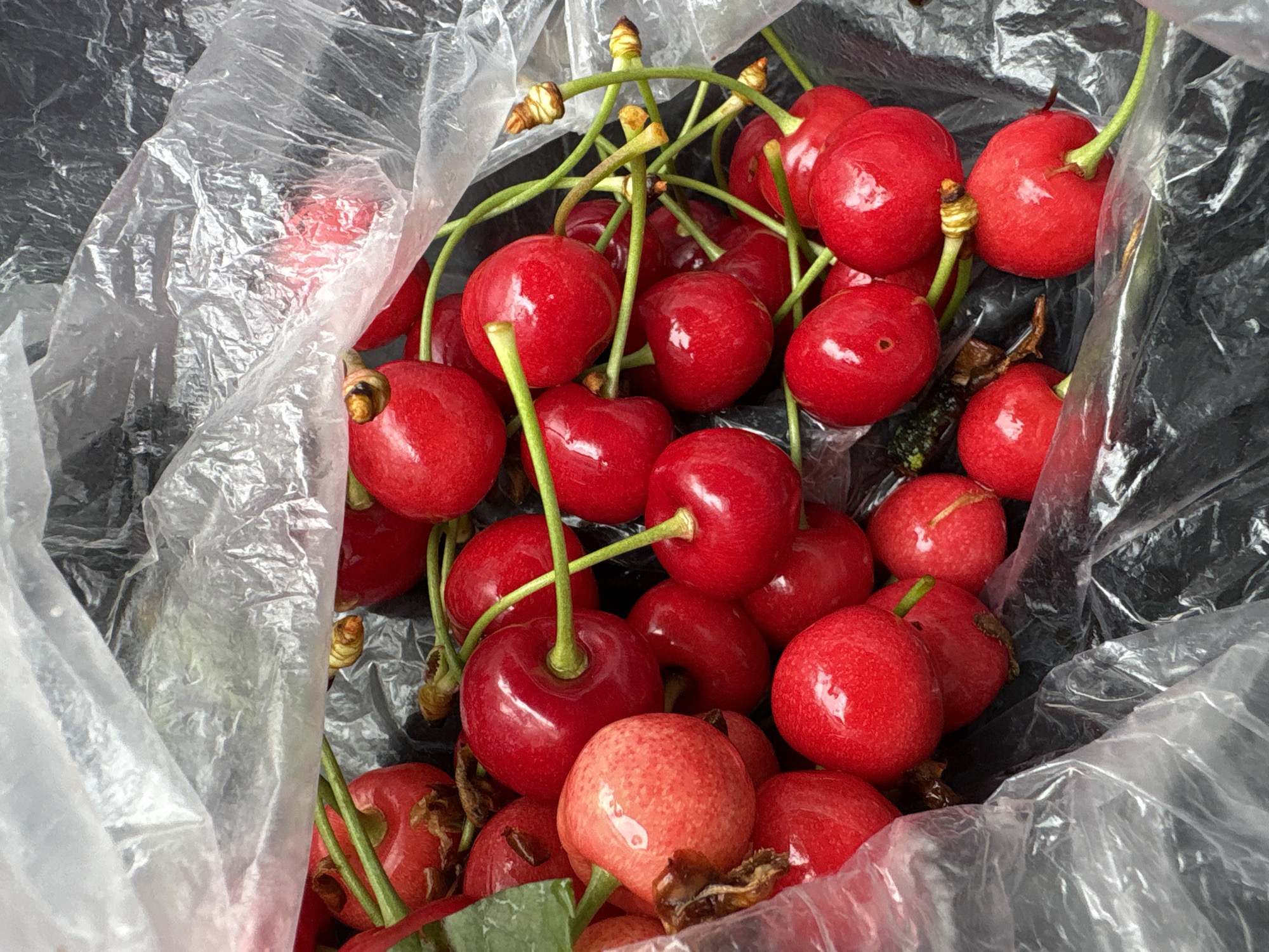 A close-up, high-angle shot captures a bounty of bright red cherries nestled inside a transparent plastic bag. The bag is crinkled and reflects light, partially obscuring the view of some cherries and the dark background, which could be the interior of the bag or a surface underneath.
Numerous individual cherries, still attached to their vibrant green stems, fill the frame. Many stems are intertwined, suggesting the cherries were picked in clusters. Some of the stems have slightly dried or brownish tips. The cherries themselves are a rich, glossy red, indicative of ripeness and freshness. A few exhibit minor variations in color, appearing slightly lighter or pinker in areas, while others show small blemishes or indentations. The sheen on their skin suggests a dewy or recently washed appearance.
The cherries are densely packed within the bag, creating a sense of abundance. The overall impression is one of fresh produce, possibly recently harvested or purchased. No people are visible, and no specific activity beyond the cherries being contained in the bag is depicted. There is no visible text. The location context for this media is Dobrich, Bulgaria.