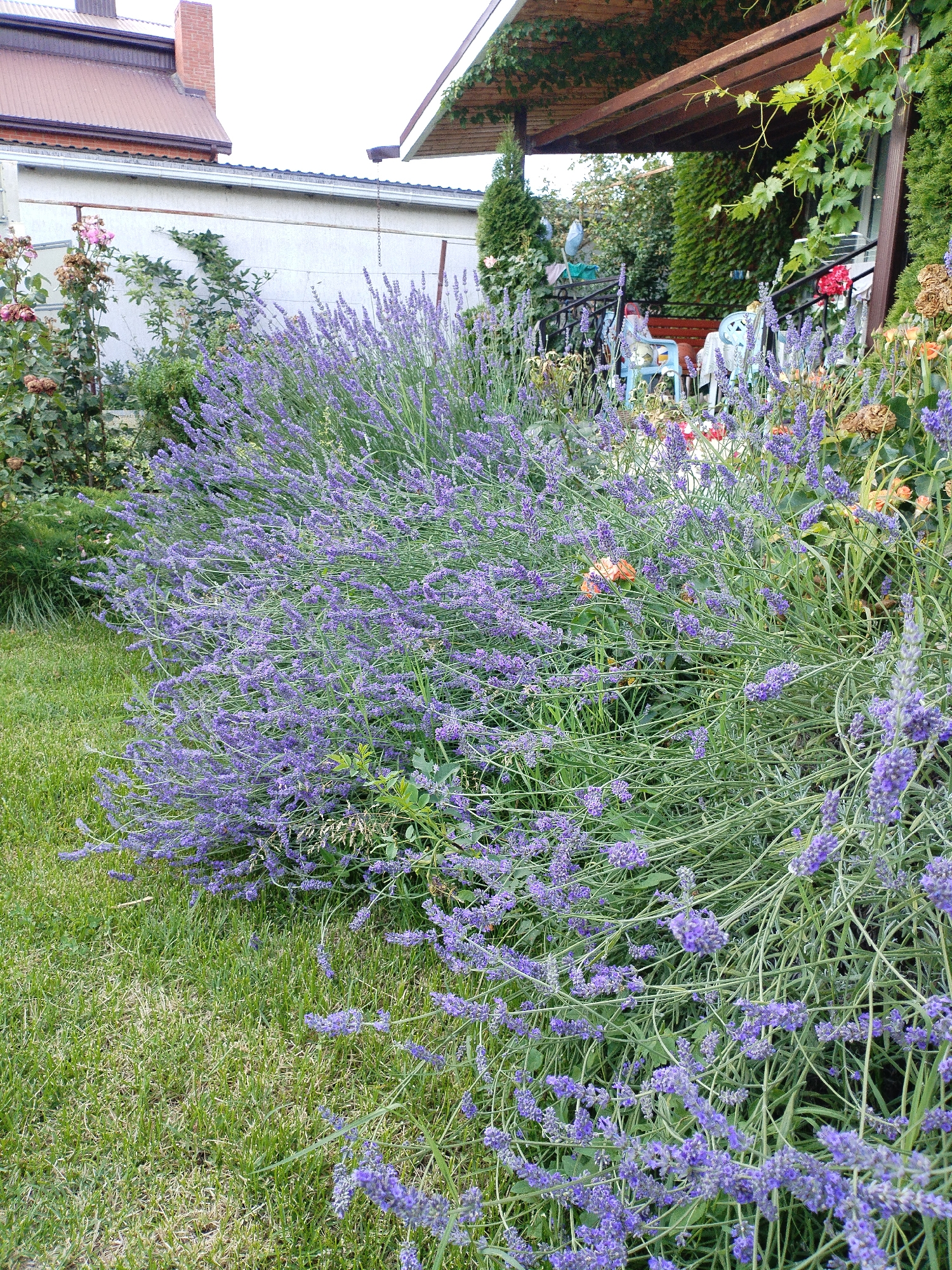 The image shows a large bush of purple lavender in the foreground, with a green lawn to its left. Behind the lavender, there is a white building with a brown roof, and a covered patio with wooden beams. There are also some roses and other plants in the background. The scene appears to be in a residential garden, likely in Vinogradny, Russia, given the architectural style of the house and the presence of the lavender bush. There are no people visible in the image.