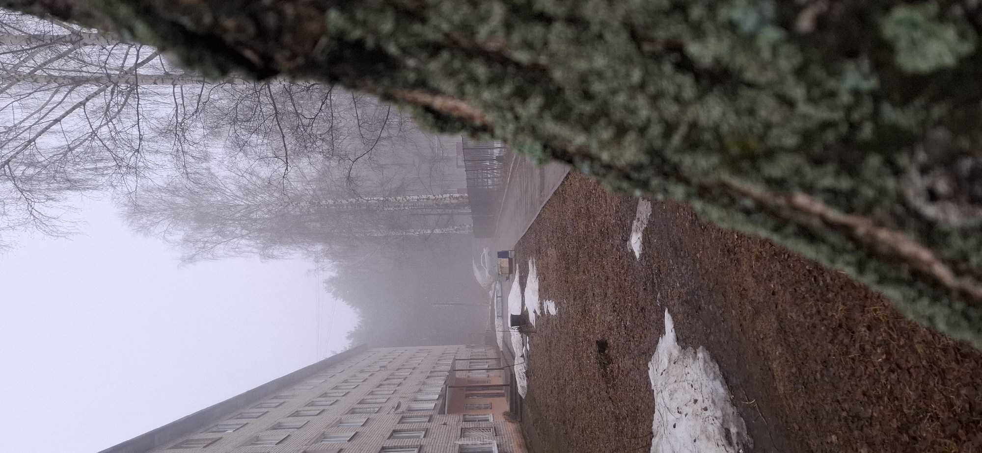The image, taken in Chaikovsky, Russia, shows a bleak, foggy scene. A tall, Soviet-era brick apartment building with many windows is visible on the left. To the right of the building is a patch of brown ground, possibly a yard or garden, with melting snow. Beyond the yard, a paved walkway disappears into the heavy fog. Bare trees, characteristic of winter in Russia, are visible through the fog. A blurry tree trunk, covered in moss or lichen, dominates the upper right corner of the frame, suggesting the photo was taken from a low angle, possibly on the ground, looking up. There are no people visible in the scene. The overall impression is one of cold, damp, and overcast weather in a typical urban landscape of Chaikovsky.