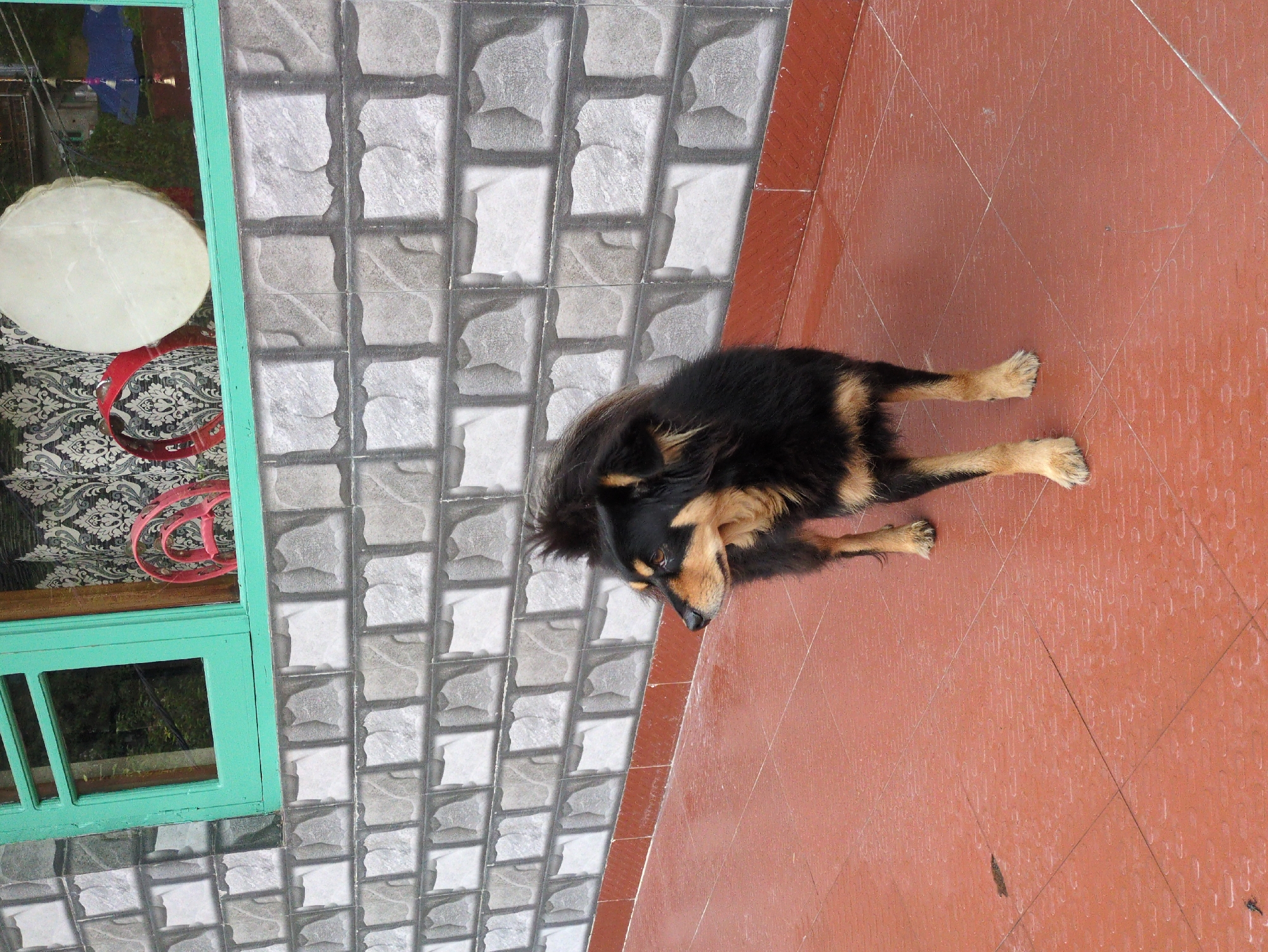 A medium-sized dog with black and tan fur stands on a red tiled floor, looking to the left. The dog has floppy ears and a bushy tail. Behind the dog, a wall is tiled with grey and white rectangular tiles. Above the wall, a green-framed window shows trees and foliage in reflection. Inside the window, a white circular drum with a tan rim is visible, along with a red coiled object and a patterned curtain. The scene appears to be outdoors, possibly on a balcony or patio, with a hint of a building structure and decorative elements suggesting an urban or semi-urban setting. The specific location in Haini, India, is not explicitly indicated by any visible elements in the image.
