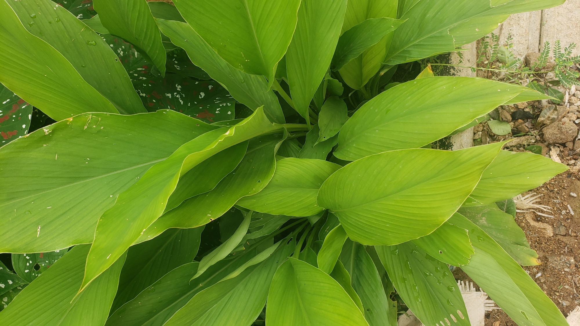 A top-down, close-up shot captures a cluster of lush green leaves. The leaves are large, broad, and ovate with prominent parallel veins running the length of each. Their vibrant green color suggests they are healthy and well-hydrated, with some leaves displaying a slightly glossy sheen. A few tiny water droplets are visible on the surfaces of some leaves, indicating recent rain or watering.
In the background, partially obscured by the foreground leaves, are other plants. One appears to have darker green leaves with irregular white and red splotches. The ground beneath the plants is a mix of reddish-brown soil, small grey pebbles, and some dried organic debris, possibly including bits of white plastic. A section of light-colored concrete or paving stone is visible along the bottom right edge of the image, with a few small green seedlings growing in the crevices. The scene is devoid of any people or animals. The overall impression is of a vibrant, natural growth in an outdoor urban or semi-urban environment, possibly a garden or verge in Sabon Tasha, Nigeria.