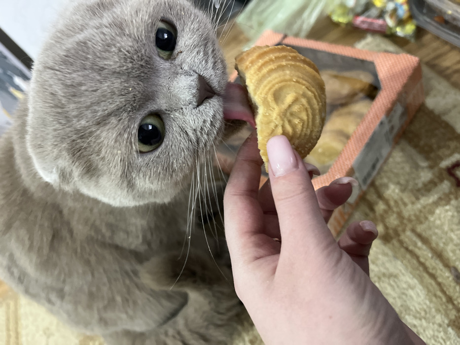 A gray Scottish Fold cat licks a pastry held by a person's hand. The pastry, resembling a golden crescent, has intricate circular ridges. The person's hand displays pale pink nails. Behind the hand and pastry is a peach-colored box containing more of the pastries. The cat gazes up with wide, dark eyes, its pink tongue extended towards the treat. The surface beneath suggests a wooden table.