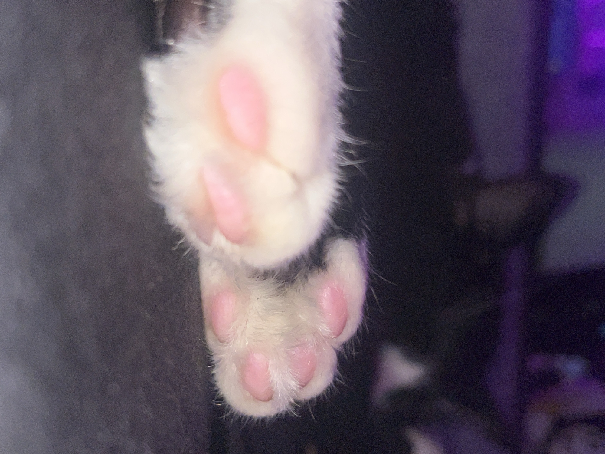 The image shows two fuzzy white paws with pink toe beans. The paws appear to be those of a kitten or small cat. The background is dark and blurred, suggesting a low-light environment with some out-of-focus objects or surfaces. There is a slight hint of purple light in the upper right corner. The location is not identifiable from the image.