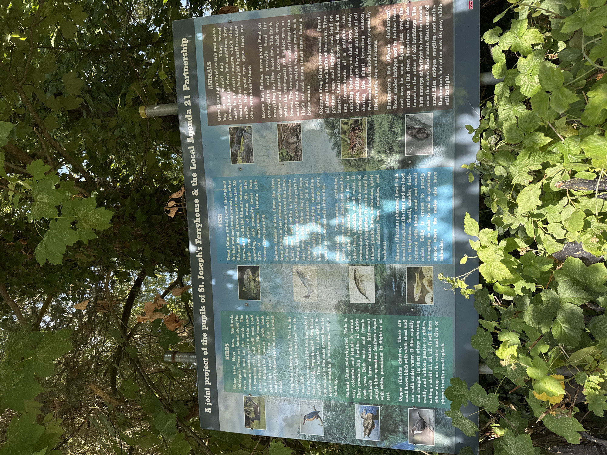 The image shows a close-up, eye-level view of an informational sign mounted on a metal post, partially obscured by lush green foliage and tree branches overhead. The sign, titled "A joint project of the pupils of St. Joseph's Ferryhouse & the Local Agenda 21 Partnership," is divided into sections detailing "BIRDS," "FISH," and "ANIMALS." Each section features text descriptions and small photographic illustrations of various species, such as moorhens, kingfishers, mallards, dippers, trout, salmon, sticklebacks, minnows, otters, brown rats, common frogs, and Daubenton's bats. The sign is outdoors, likely in a park or natural area, given the presence of trees and vegetation. The environment appears to be natural, with the sign acting as an educational tool. The location is identified as Clonmel, Ireland. No people are visible in the frame.
