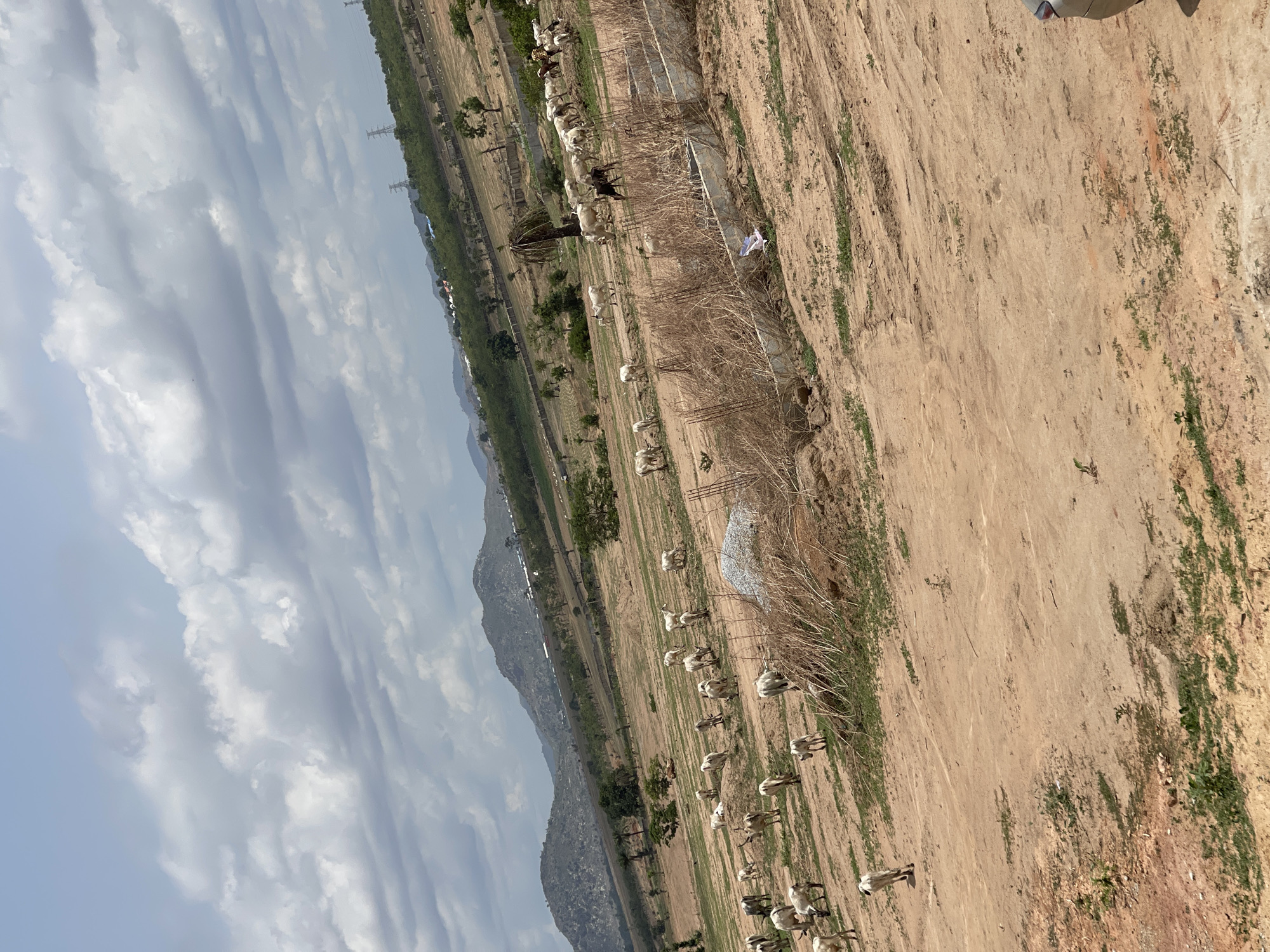 The image depicts a rural scene near Angwan Sayawa, Nigeria. A herd of livestock, likely goats and/or sheep, is grazing in a dry, arid field. The landscape features sparse vegetation and patches of bare earth. In the distance, a mountain range is visible under a cloudy sky. Overhead power lines are present. A fence or boundary line is apparent.