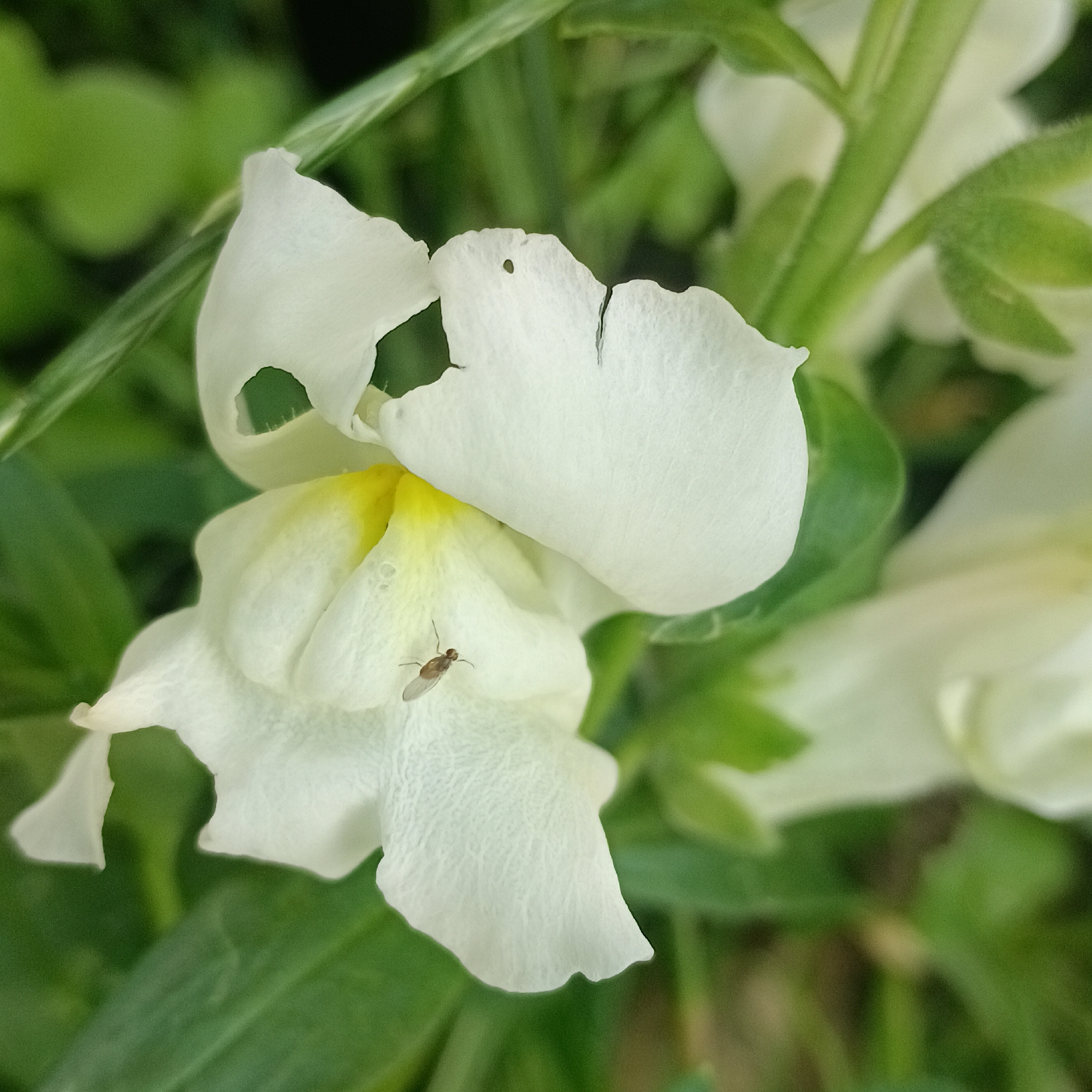 The image shows a close-up of a white flower with a yellow center, possibly a snapdragon. A small, brown insect is perched on one of the petals. The background is blurred green foliage. The image does not contain any recognizable landmarks or context that would indicate its location in Novokuybyshevsk, Russia.