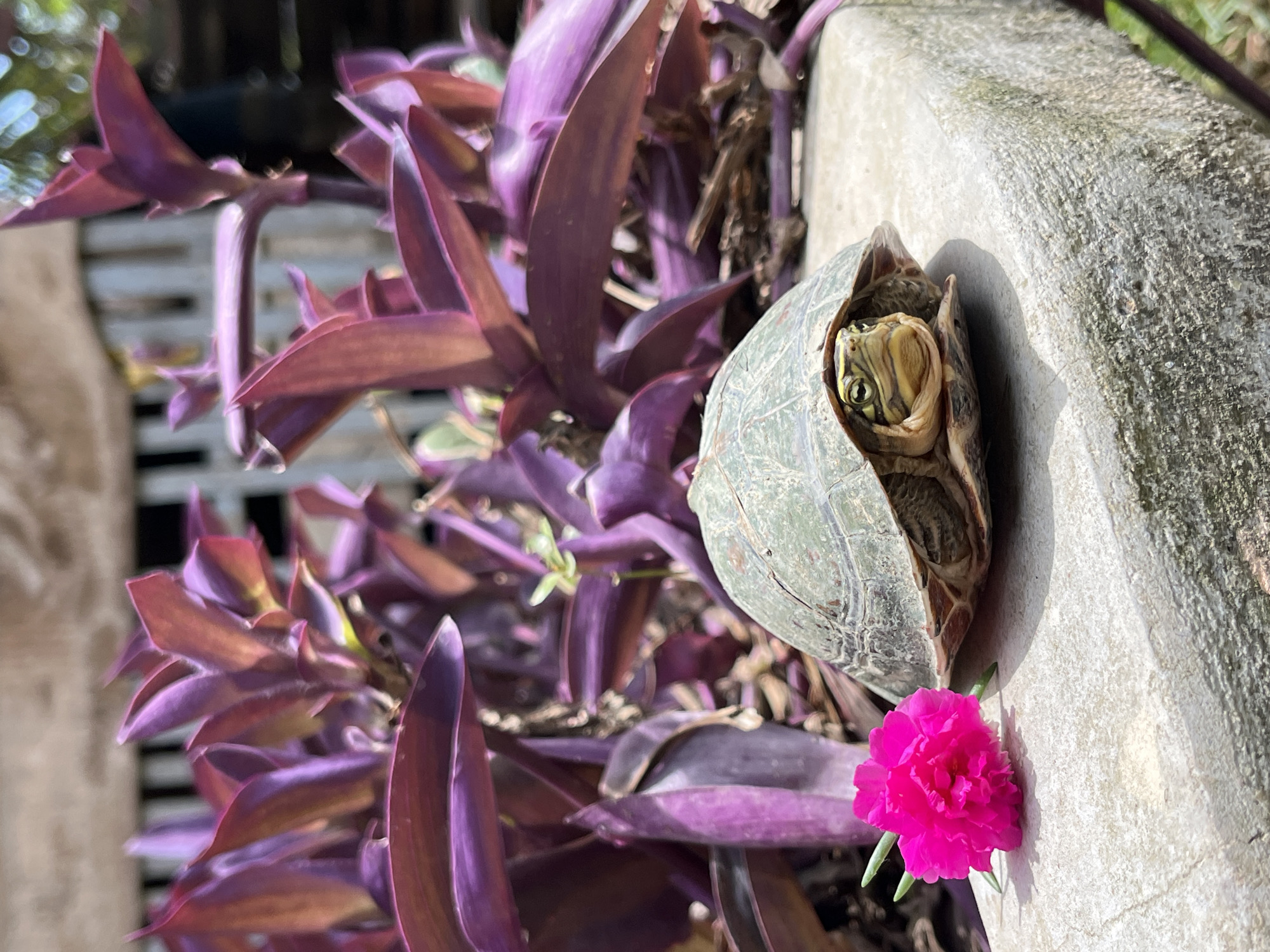 A turtle peeks out from its shell, its head and front legs visible. It is positioned on a rough, concrete surface with a bright pink flower to its left. Behind the turtle, a dense bush with vibrant purple leaves creates a blurred backdrop. The overall scene is outdoors, with the sunlight casting shadows and highlighting the textures of the turtle, flower, and concrete. The location is not specified in the image, but the prompt asks to assume it is Beuringen, Indonesia.